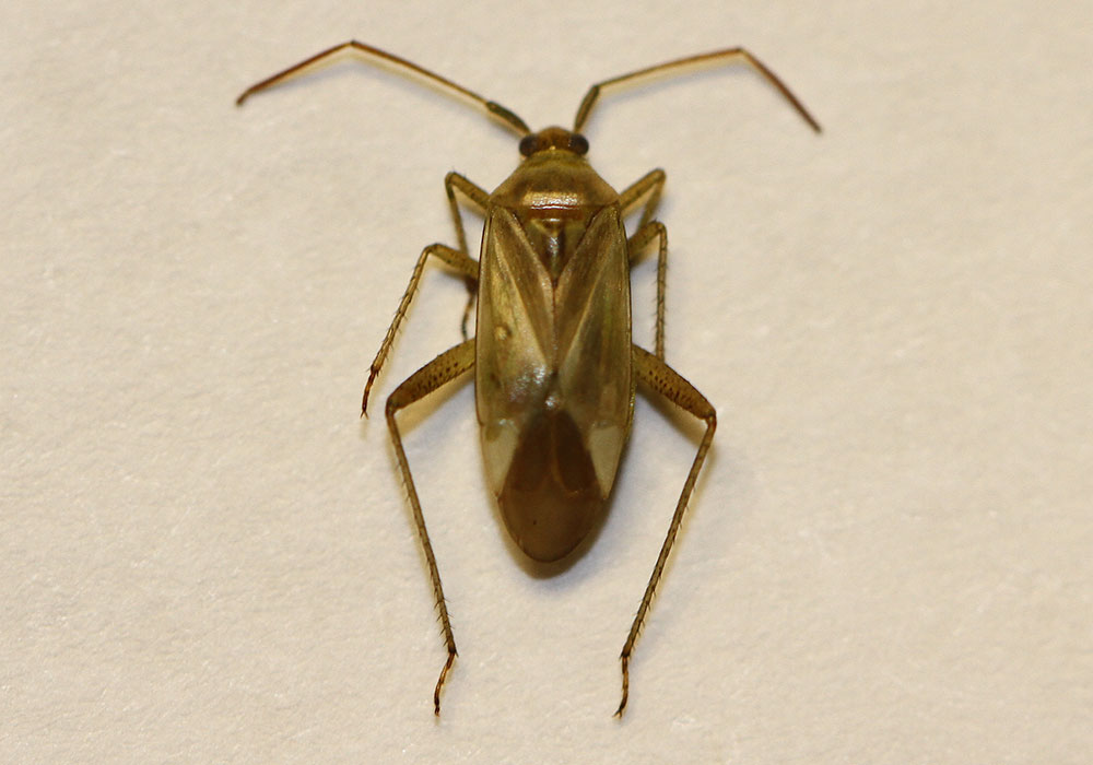 : Greenish brown bug on a white background.