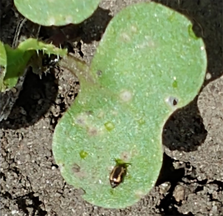 Small black and yellow beetle feeding on the green leaf of a canola plant.