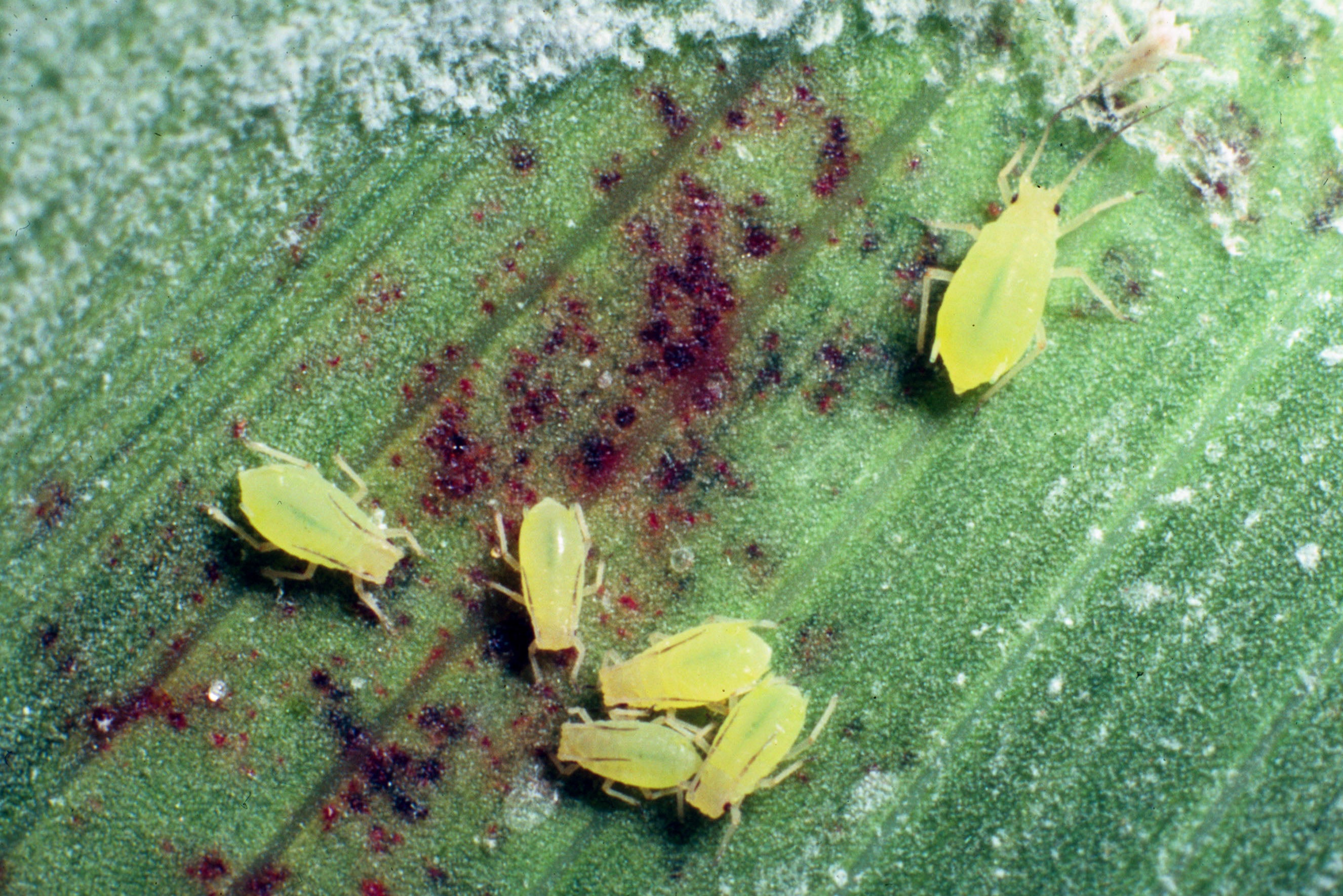 Bright green aphids on a dark green plant leaf.