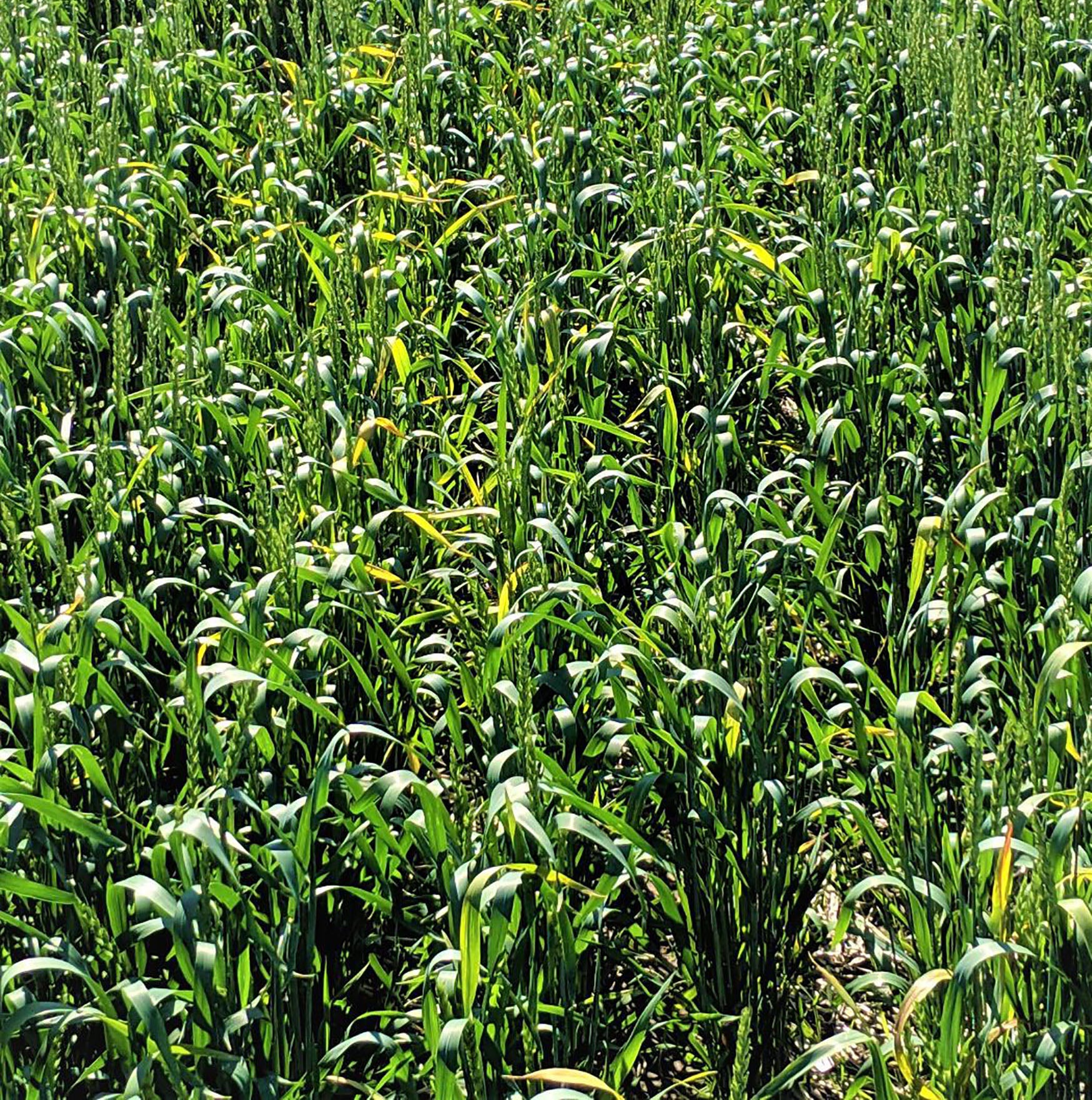 Picture of a wheat field with yellowing leaves throughout.