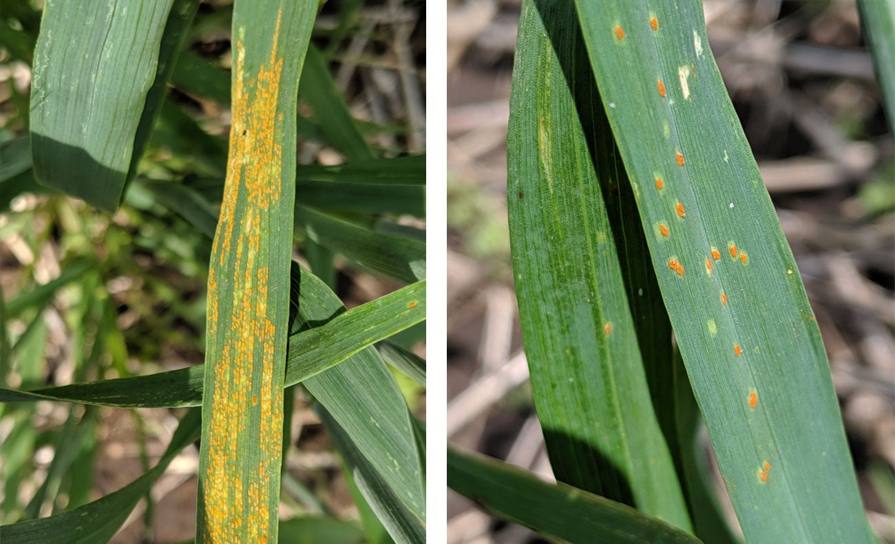 Symptoms of rust infection on wheat blades. Left: Stripe rust. Yellow pustules are arranged in a linear fashion on the wheat blade. Right: Leaf rust. Orange-brown pustules are randomly distributed on the leaf.