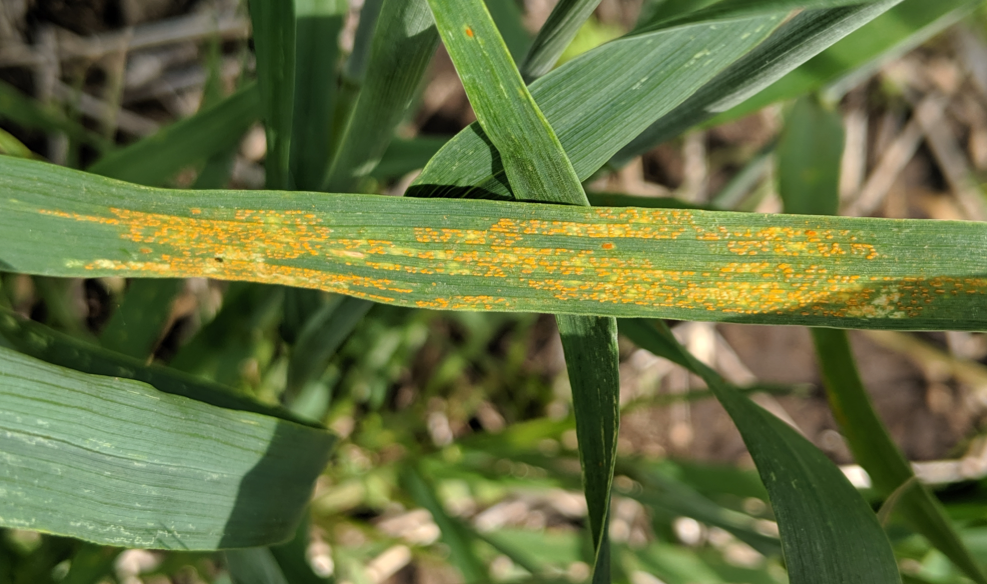 Stripe rust symptoms. Yellow pustules are arranged in a linear fashion on a wheat blade.