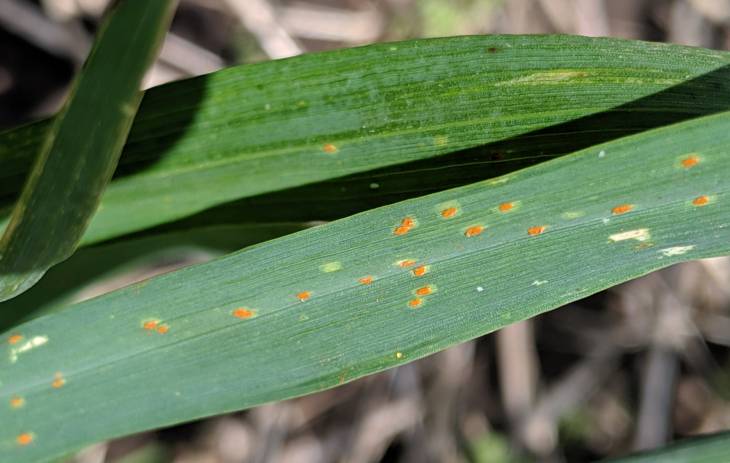 Leaf rust symptoms. Orange-brown pustules are randomly distributed on a wheat blade.