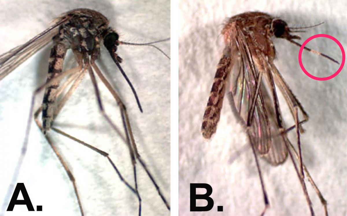 Mosquito with darker coloration and mosquito with white band on proboscis.