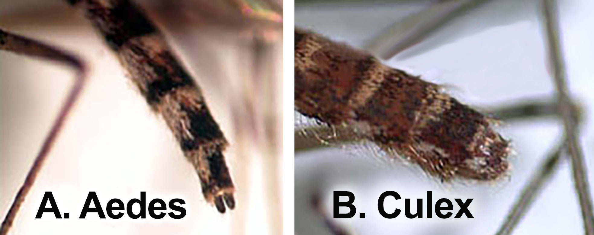 Two mosquito abdomens labeled A and B. A is a pointy Aedes mosquito abdomen. B is a broad Culex mosquito abdomen.