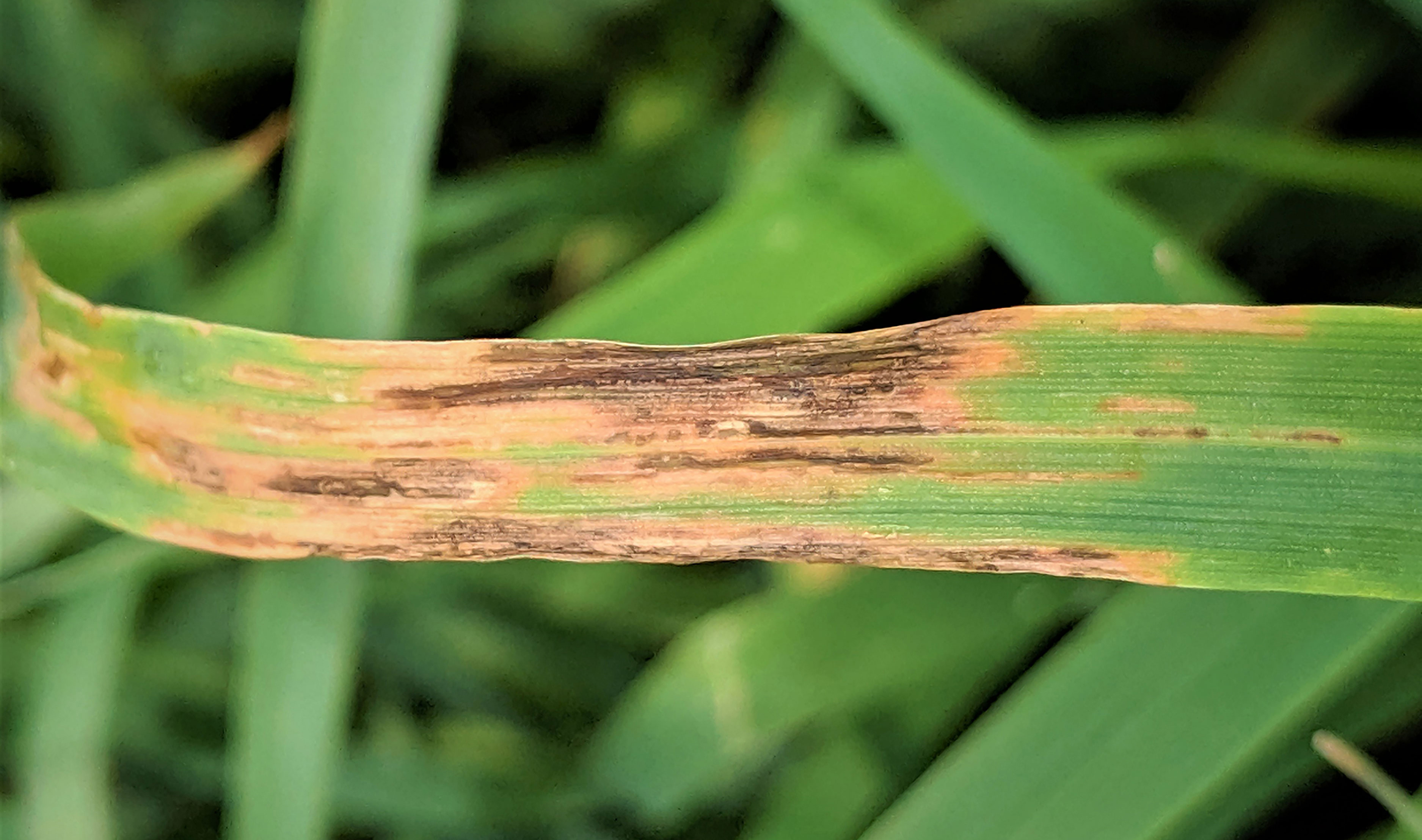 Oat leaf with water-soaked, brown longitudinal lesions on the top-half of the leaf blade.