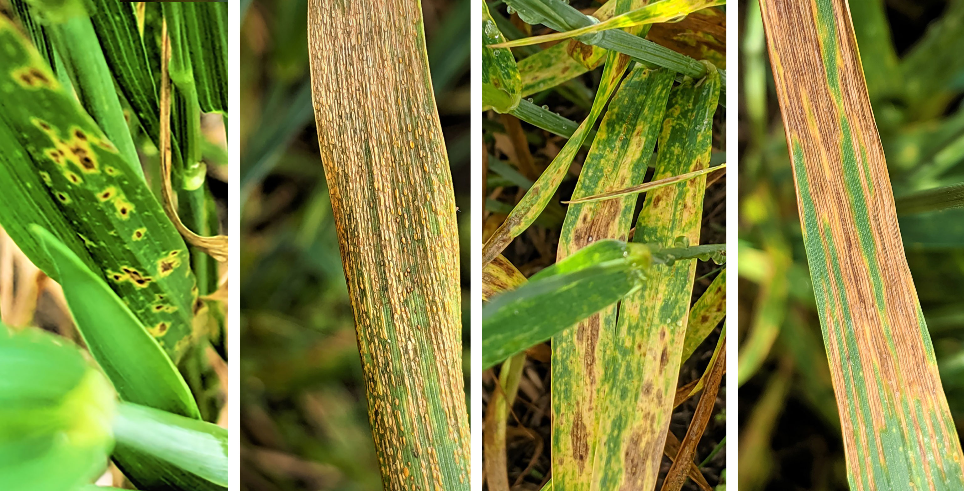 Collage of four common wheat disease symptoms. From left: Tan spot, strip rust, stagonospora leaf blotch, and bacterial leaf streak.