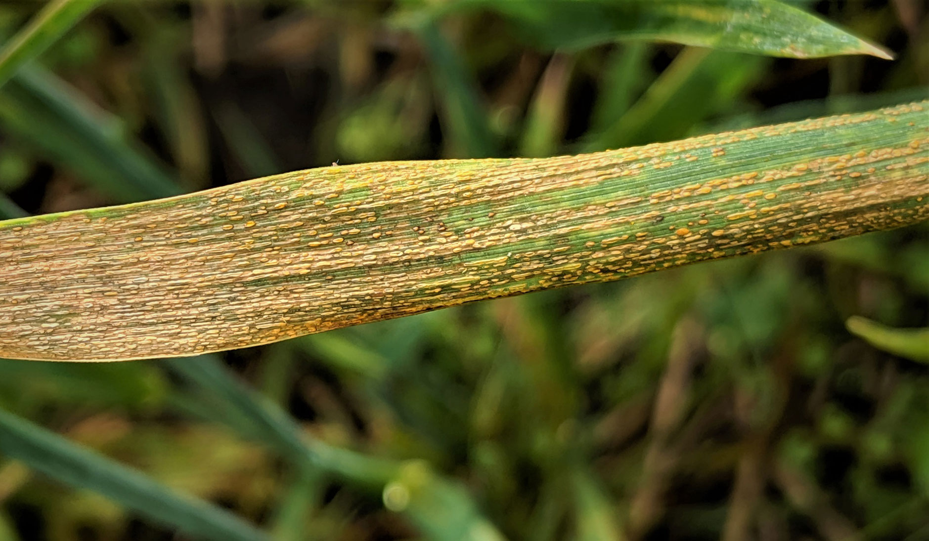 Wheat blade exhibiting brown, crusting strip rust pustules running laterally throughout the blade.
