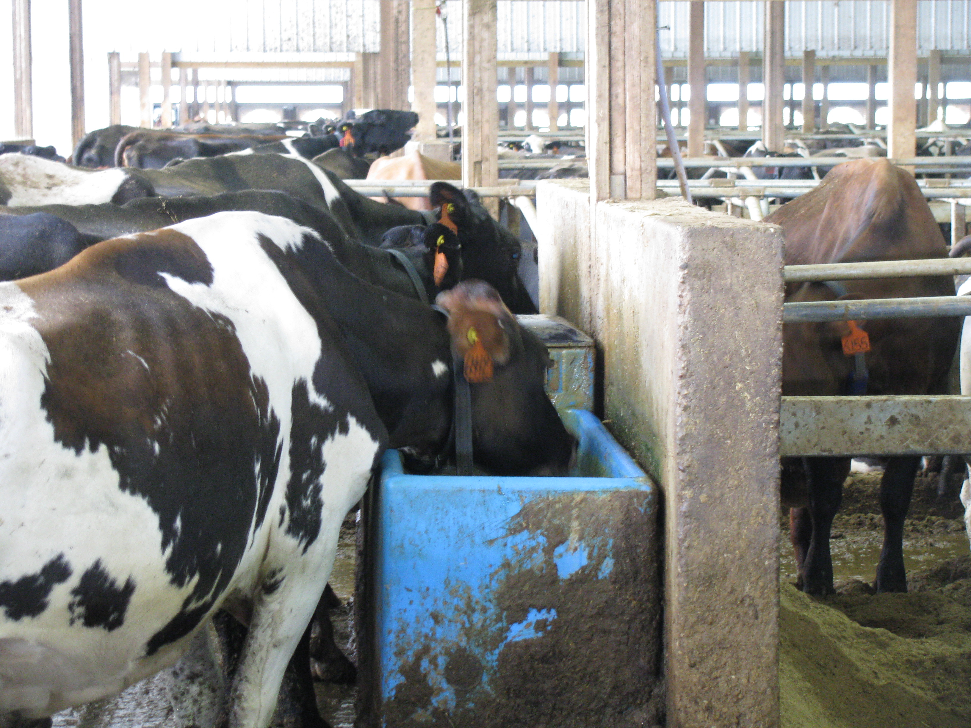 Group of black and white, spotted dairy cattle drinking from a water trough.