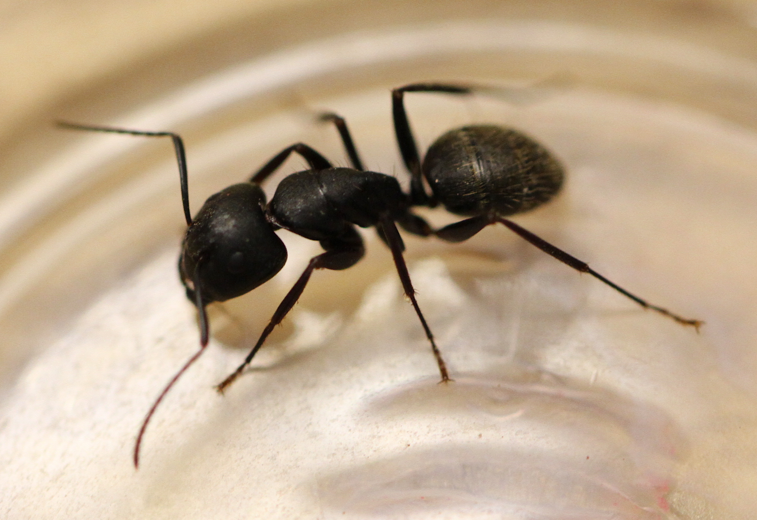 Top view of a black colored ant inside of a clear plastic container.