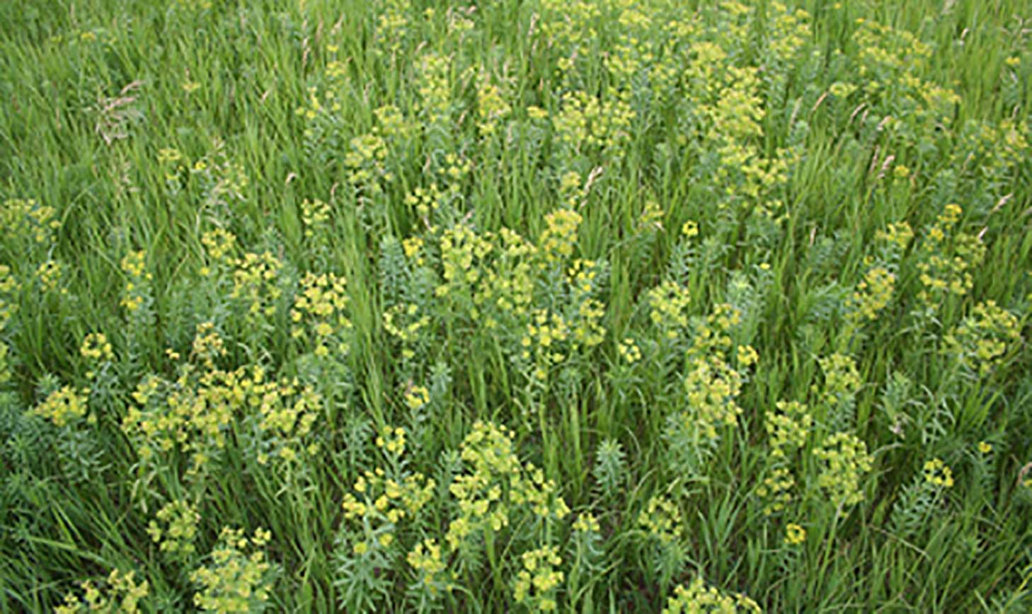 A thick patch of yellow, flowering leafy spurge plants growing in a pasture.