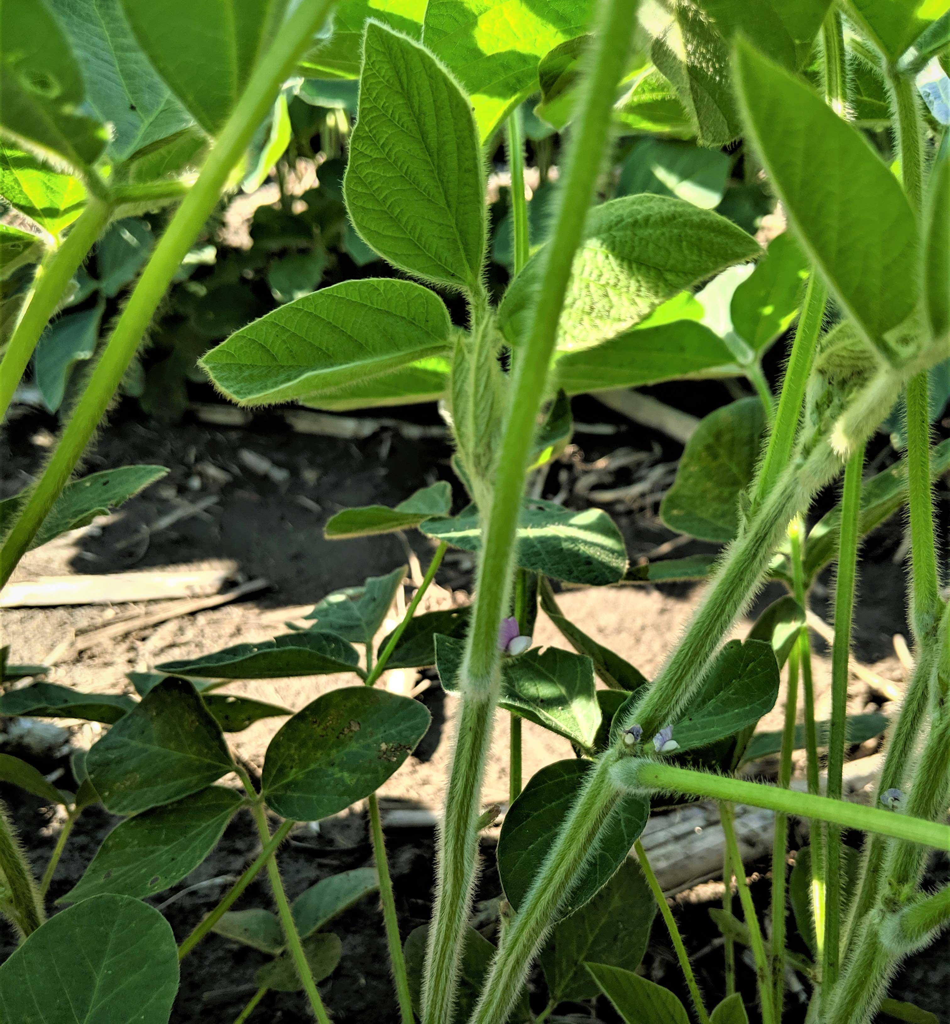 A green soybean plant with purple and white flowers begining to develop.