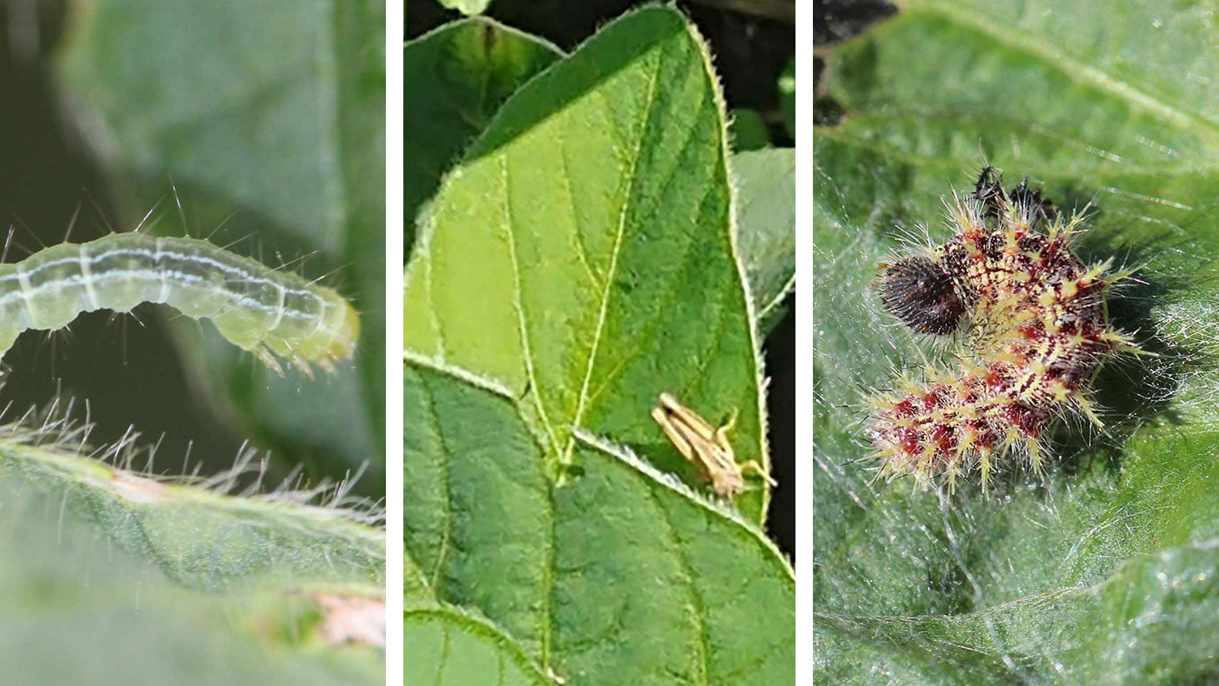 Three common soybean defoliating pests. From left: Green cloverworm, grasshopper nymphs, and thistle caterpillar.