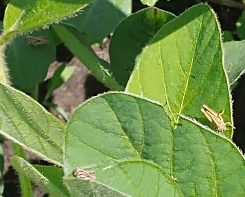 Small grasshoppers feeding on green soybean leaves.