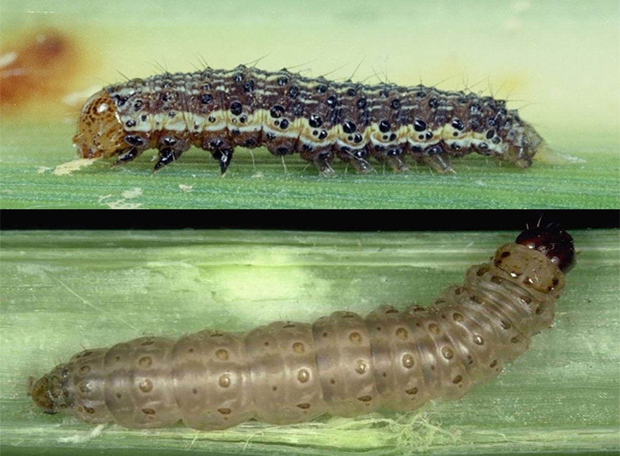 Two common caterpillar pests of corn. Top: Corn earworm caterpillar. Bottom: European corn borer.