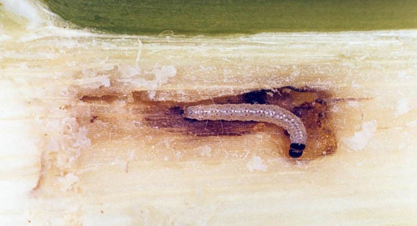 Small white caterpillar with dark head capsule feeding within a corn stalk.