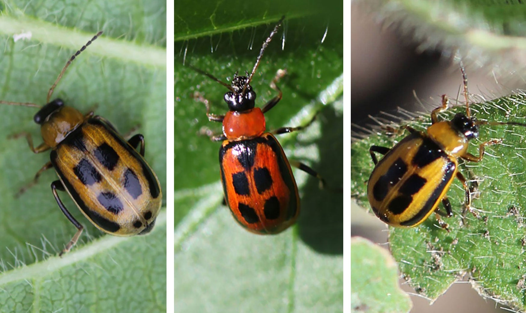 Three colored bean leaf beetles. From left: brown, red, and yellow.