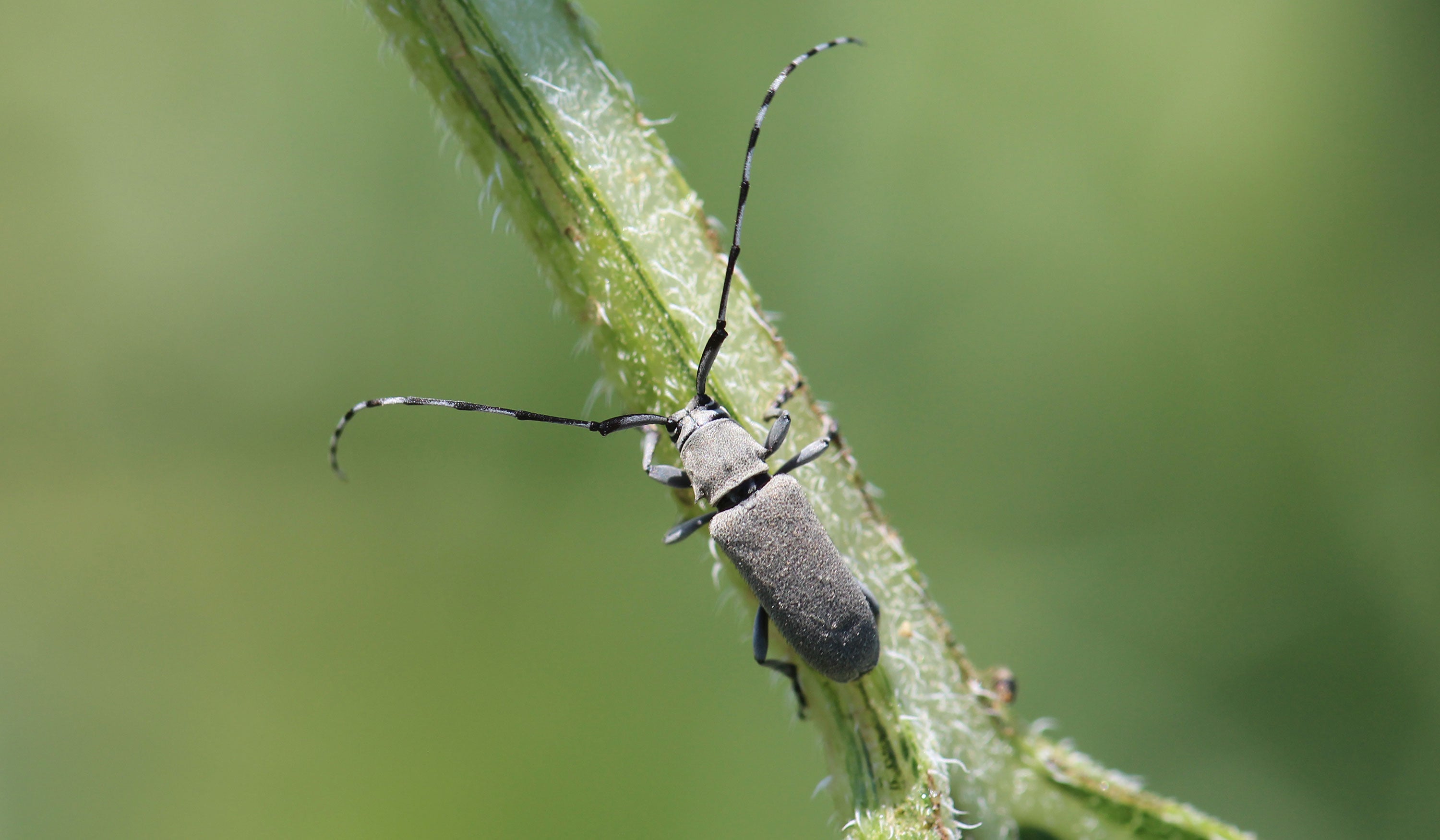 Gray beetle with long antennae that are alternating white and black pattern on green leaf petiole.