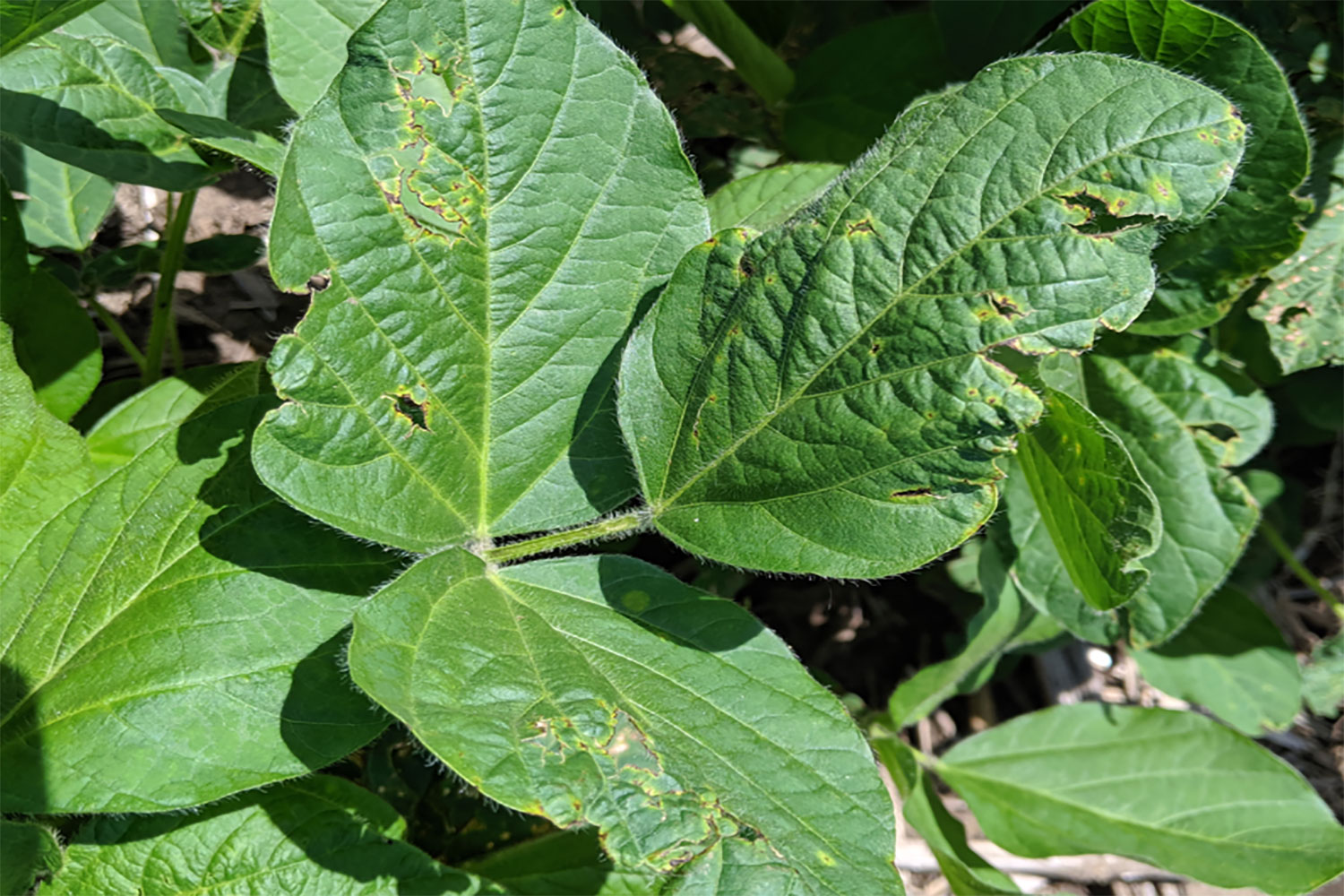 Soybean leaves with several bright green lesions progressing into tears with brown crusting along the edges.
