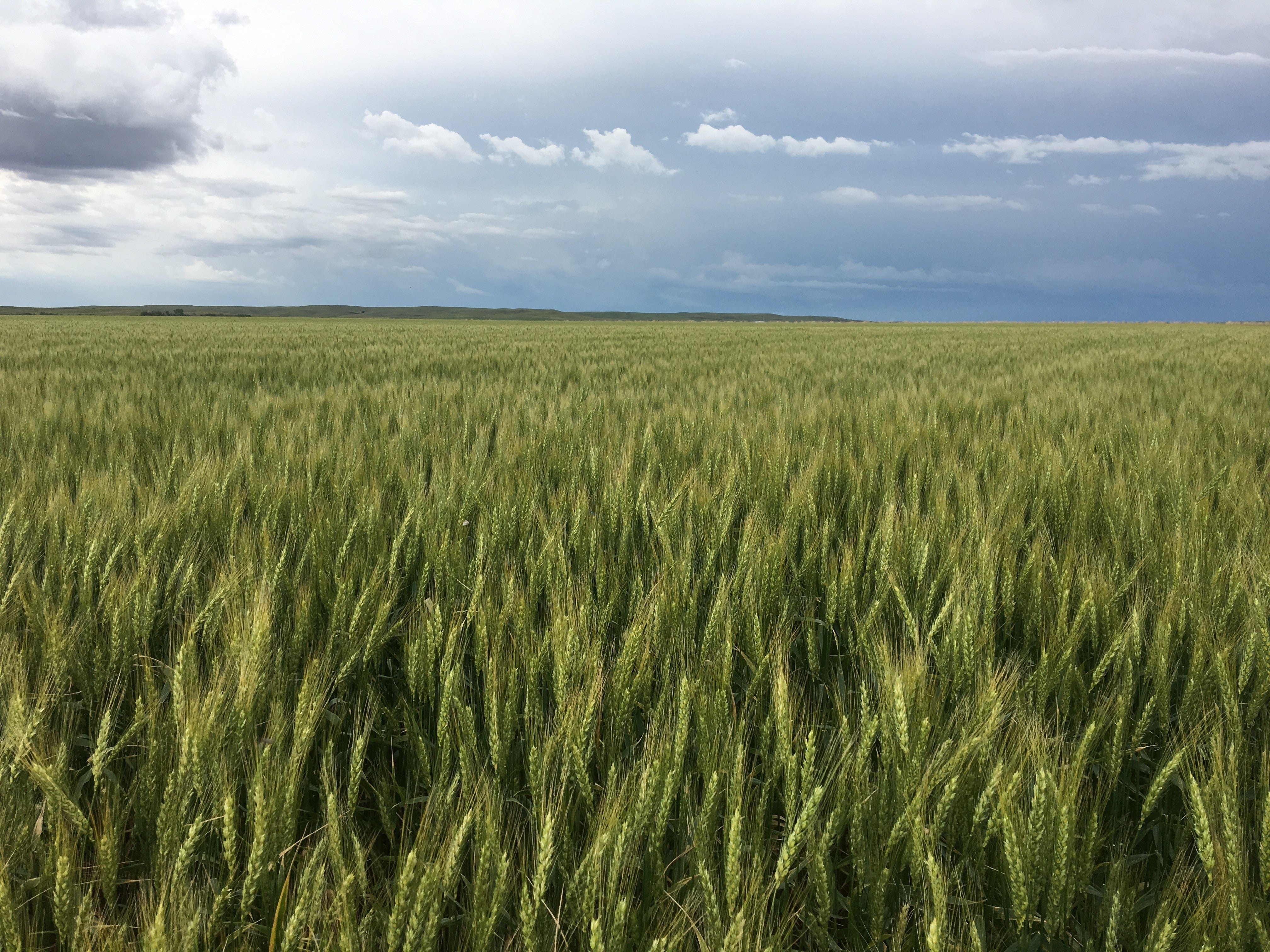 A sprawling wheat field with gray, mostly cloudy skies in the background.