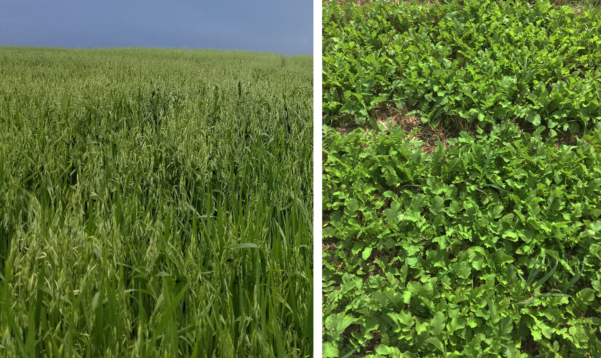 Two groups of cover crops. Left: Oats. Right: Radish.