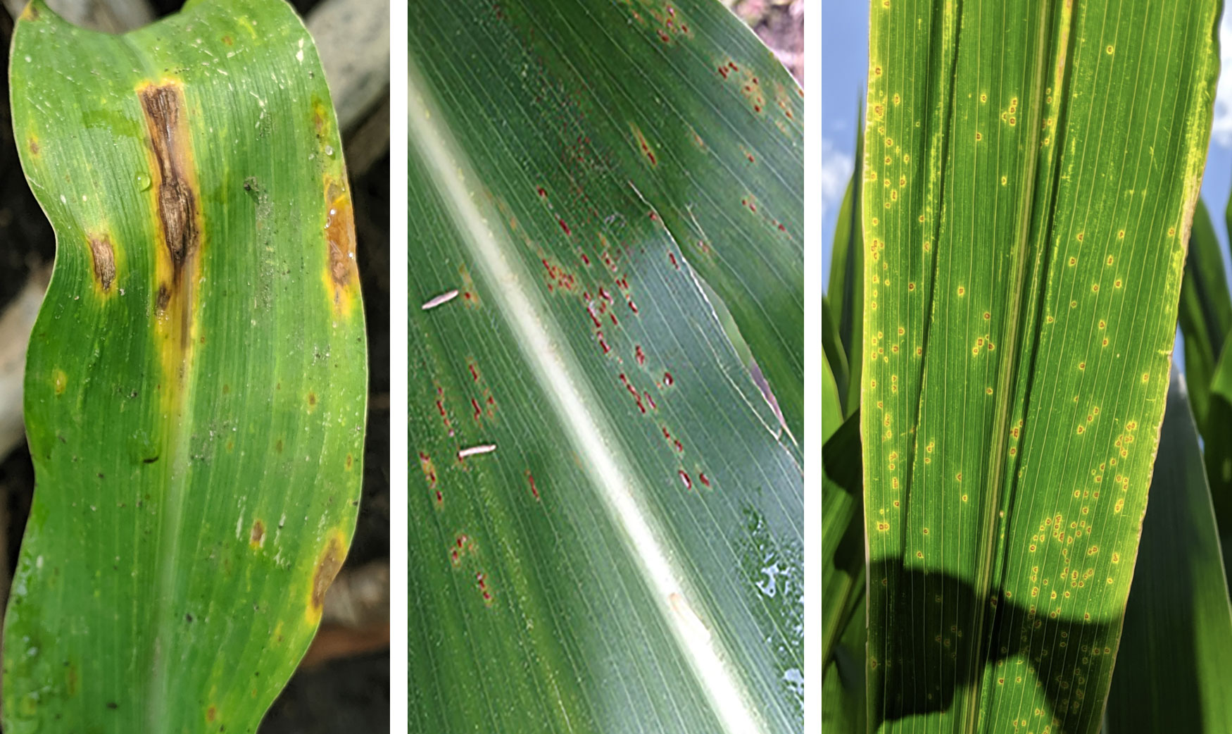 Symptoms of three common corn diseases. From left: anthracnose leaf blight, common rust and eyespot.