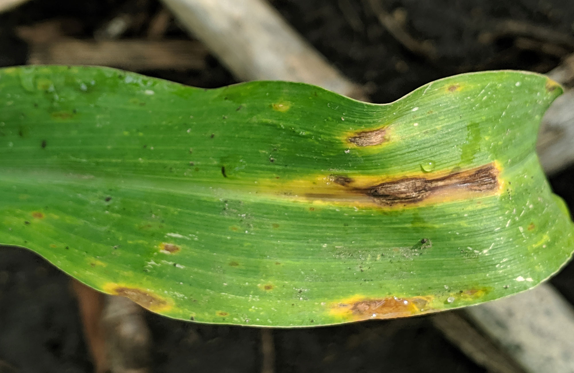 A green corn leaf with small oval to elongated, water soaked lesions throughout.