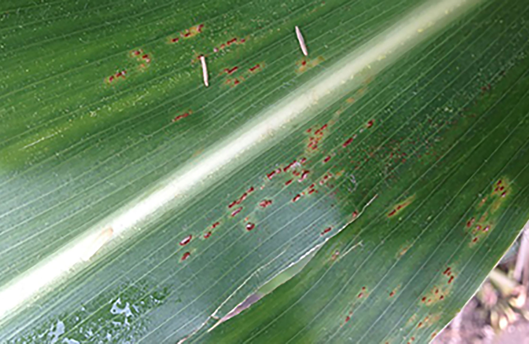 Corn leaf with elongated, cinnamon brown pustules that are randomly scattered throughout.