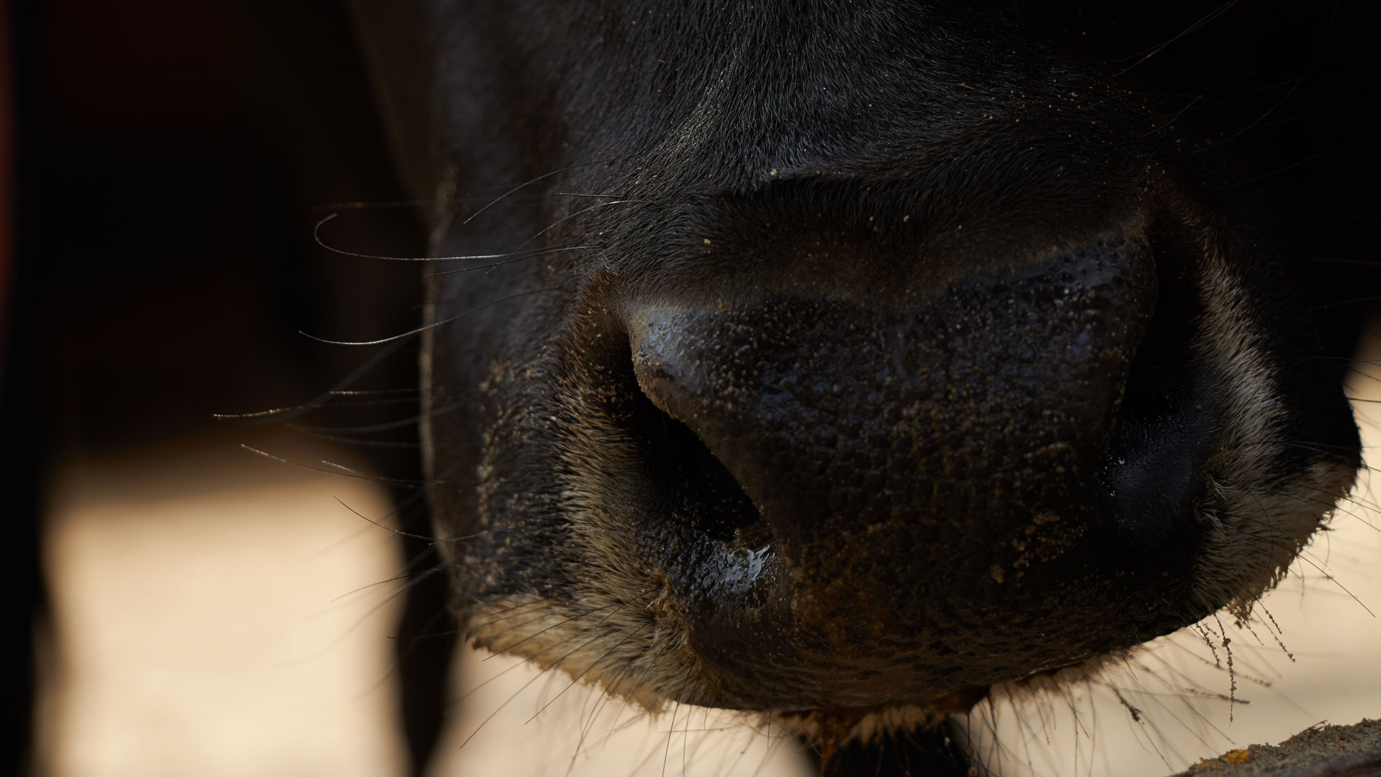Face and nose of a black cow.