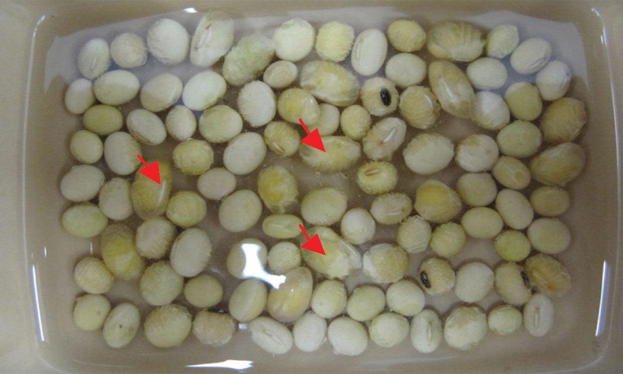 Soybean seeds soaking in a Clorox® solution. Red arrows indicate several damaged seeds that have begun rapidly swelling.