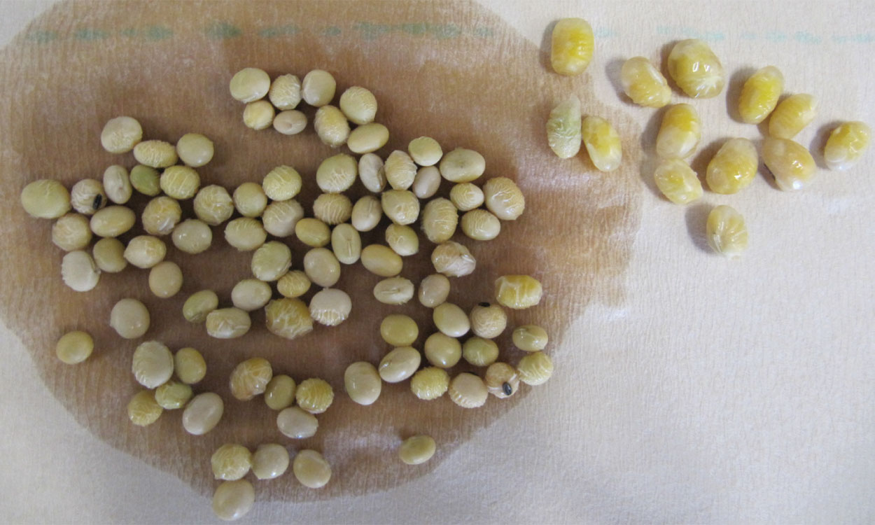 A group of soybean seeds drying on a paper towel. A small group of 13 damaged, swollen seeds is set aside from the pile.