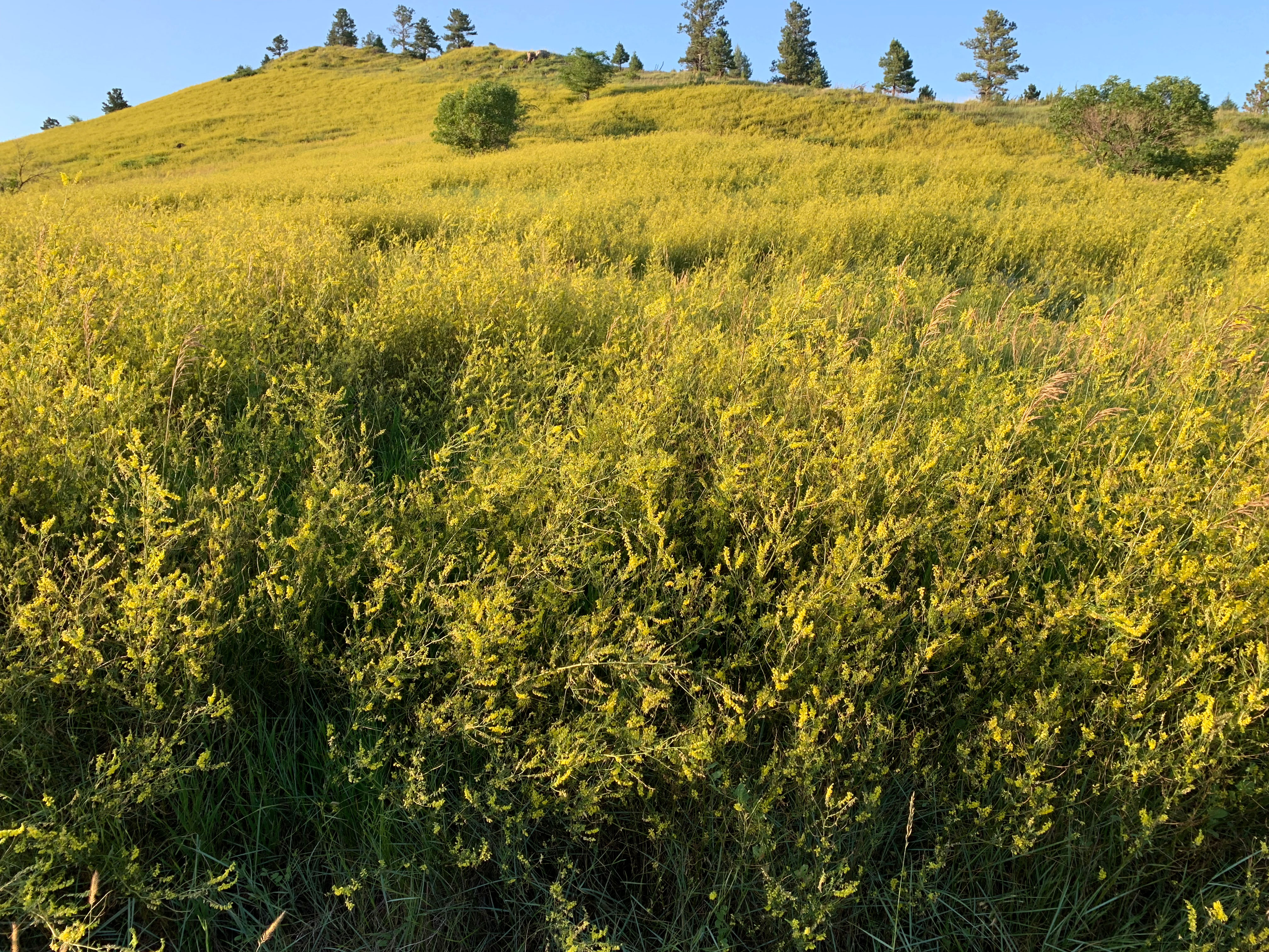 A field of yellow sweet clover in bloom.
