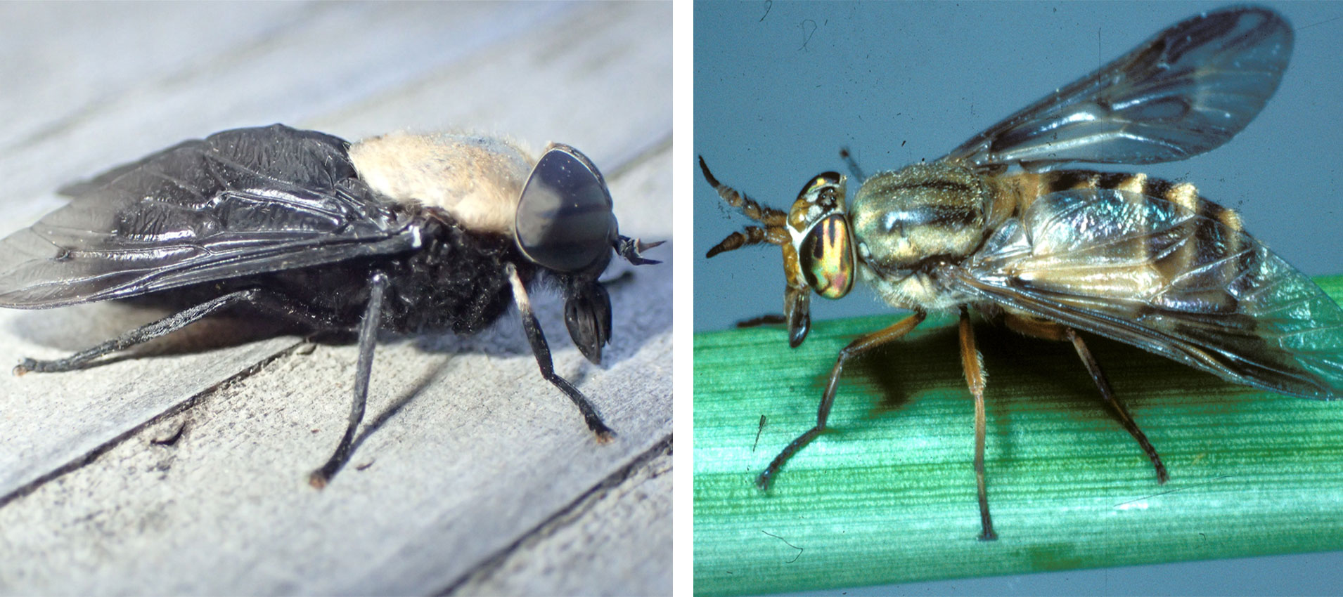 Two flies side-by-side. The left fly is a Western horse fly. The right fly is a deer fly.