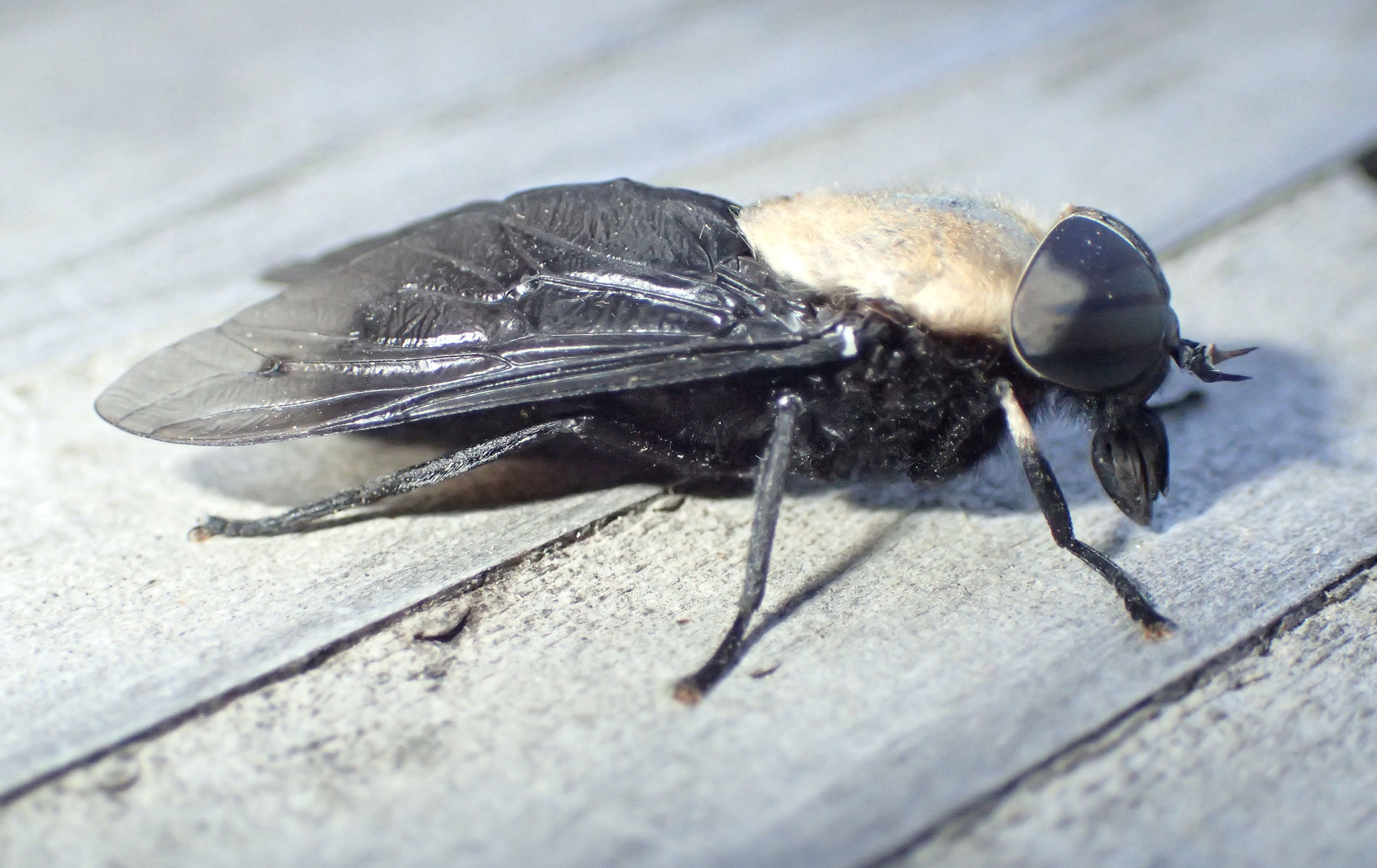 Large black fly with a grayish white colored thorax and large black eyes.