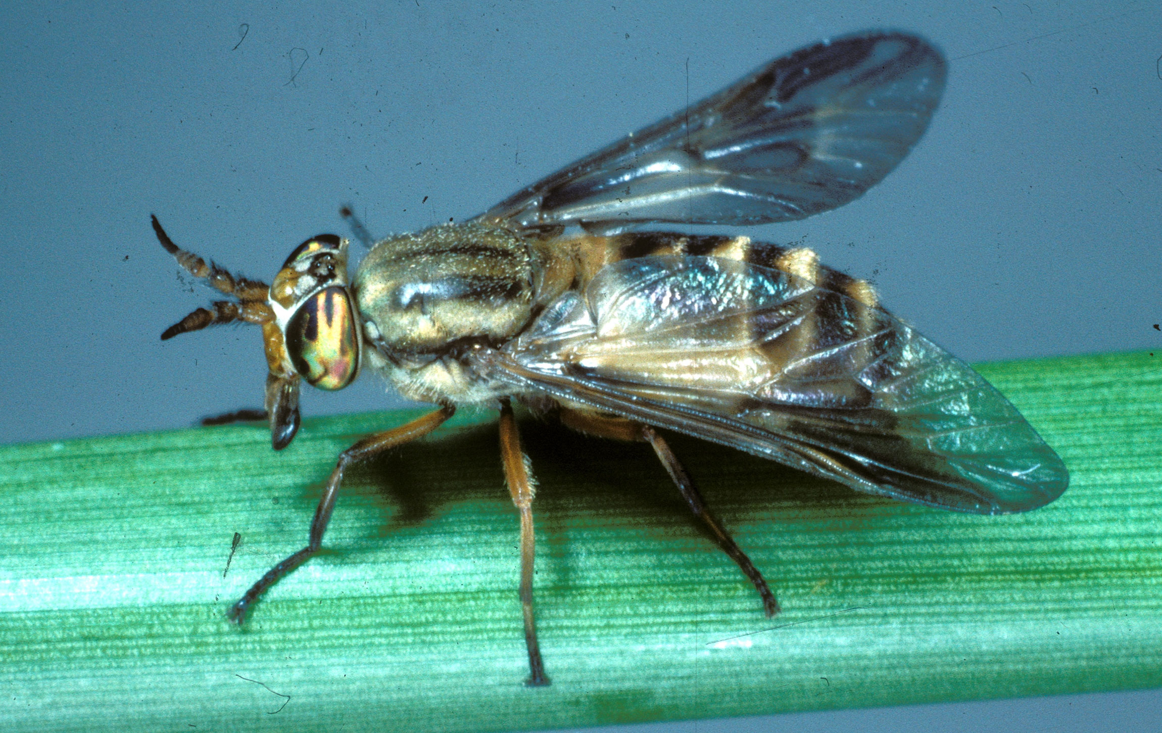 Fly with a yellow and black patterned body and dark colored wings on a green blade of grass.