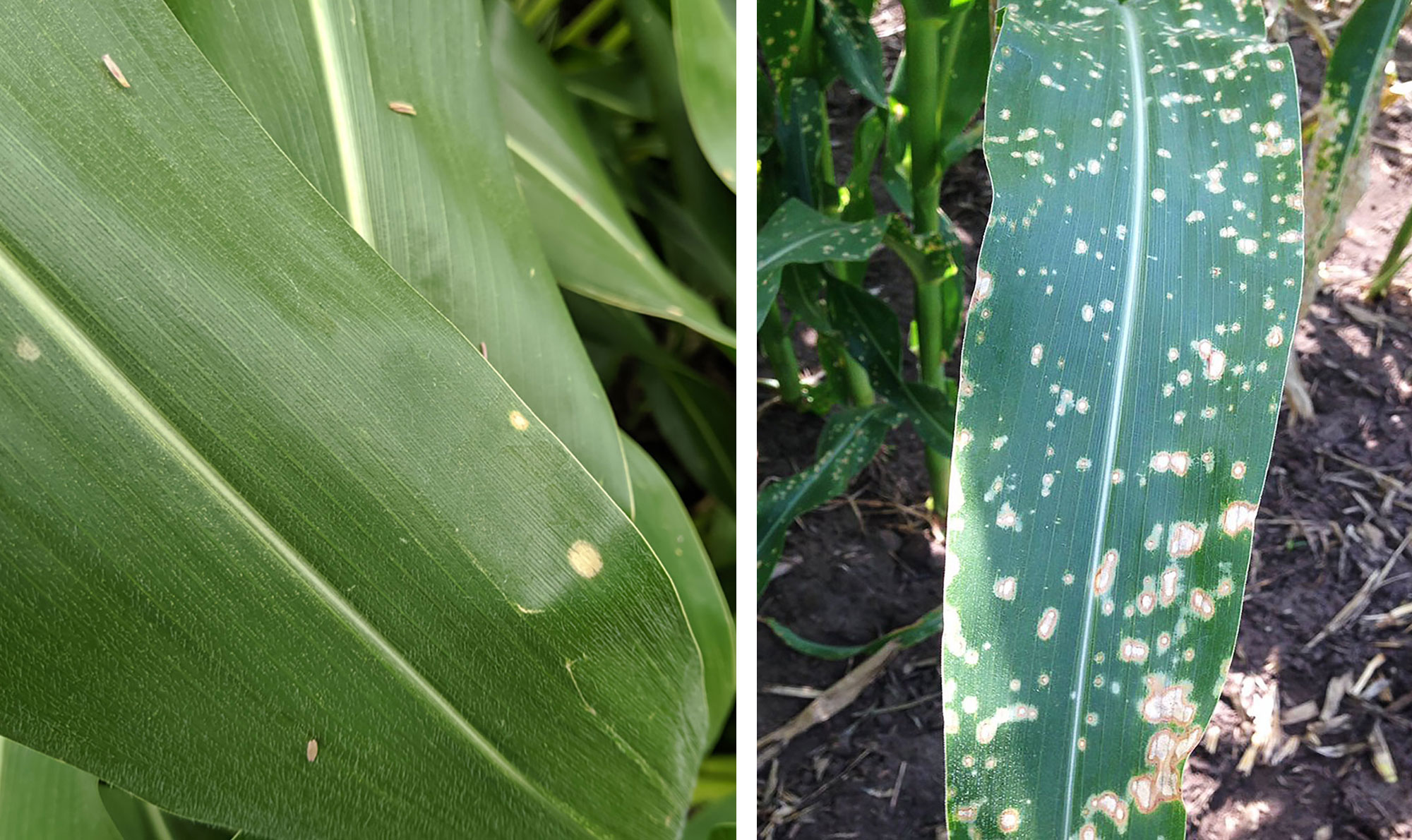 Two corn diseases displayed side-by-side. The left corn plant has holcus spot lesions on its leaves. The right has paraquat drift injury.