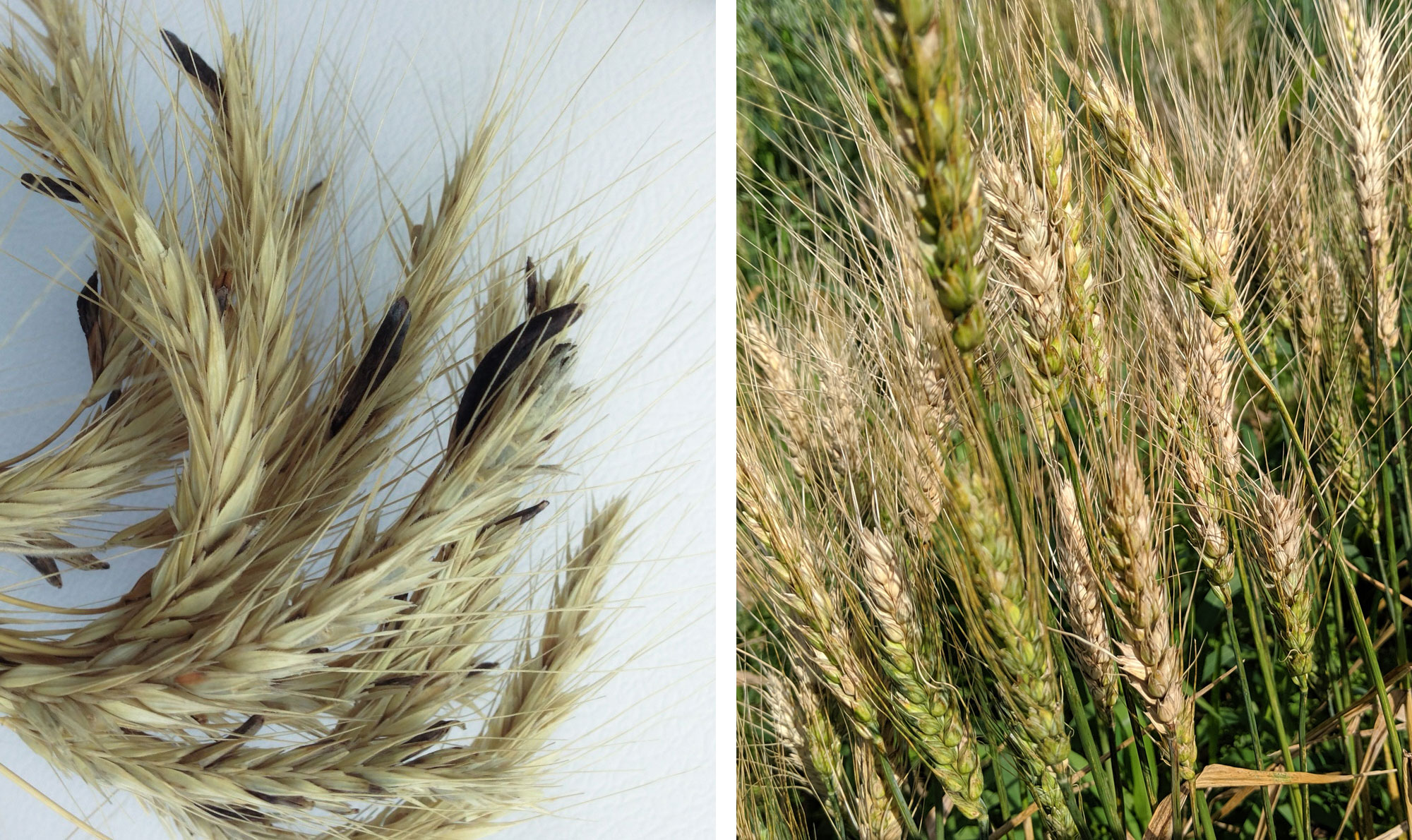 Two diseased wheat plants side-by-side. The wheat heads on the left have ergot bodies throughout. The wheat plants on the right are infected with Fusarium head blight.