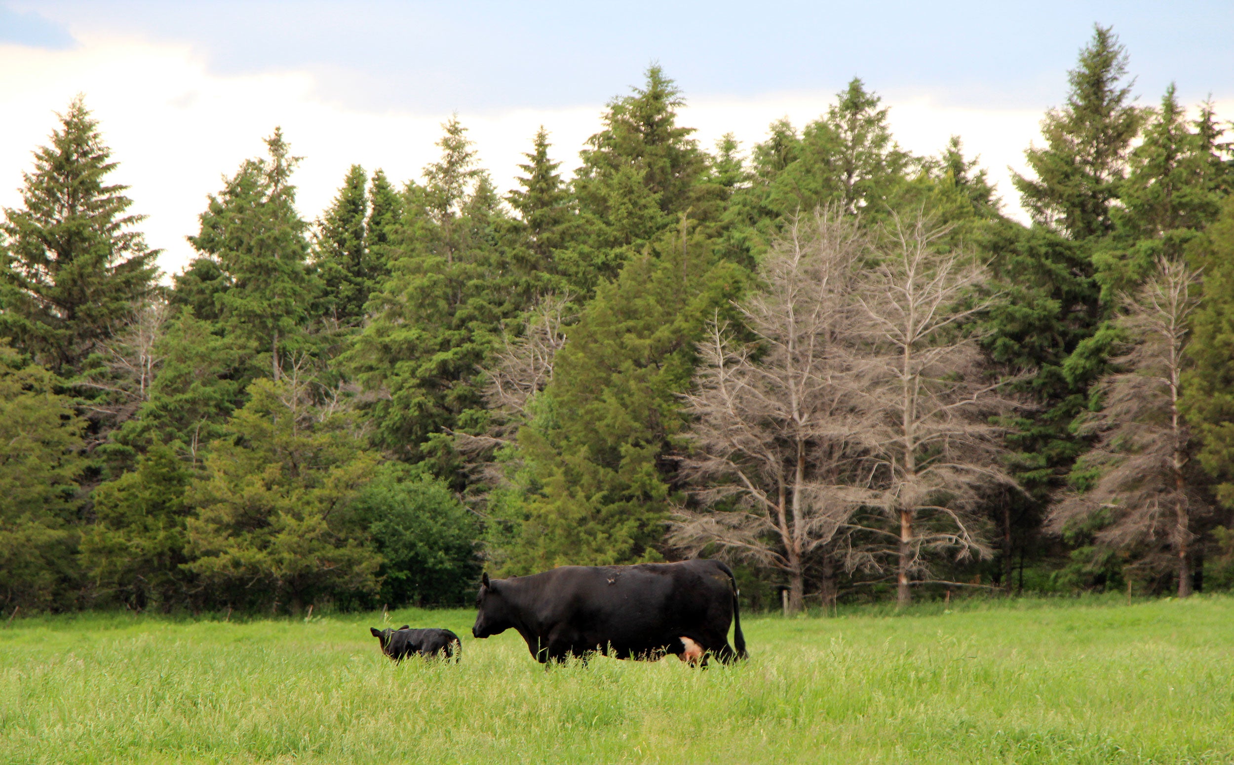 A black cow and calf in a pasture in front of a tree belt.