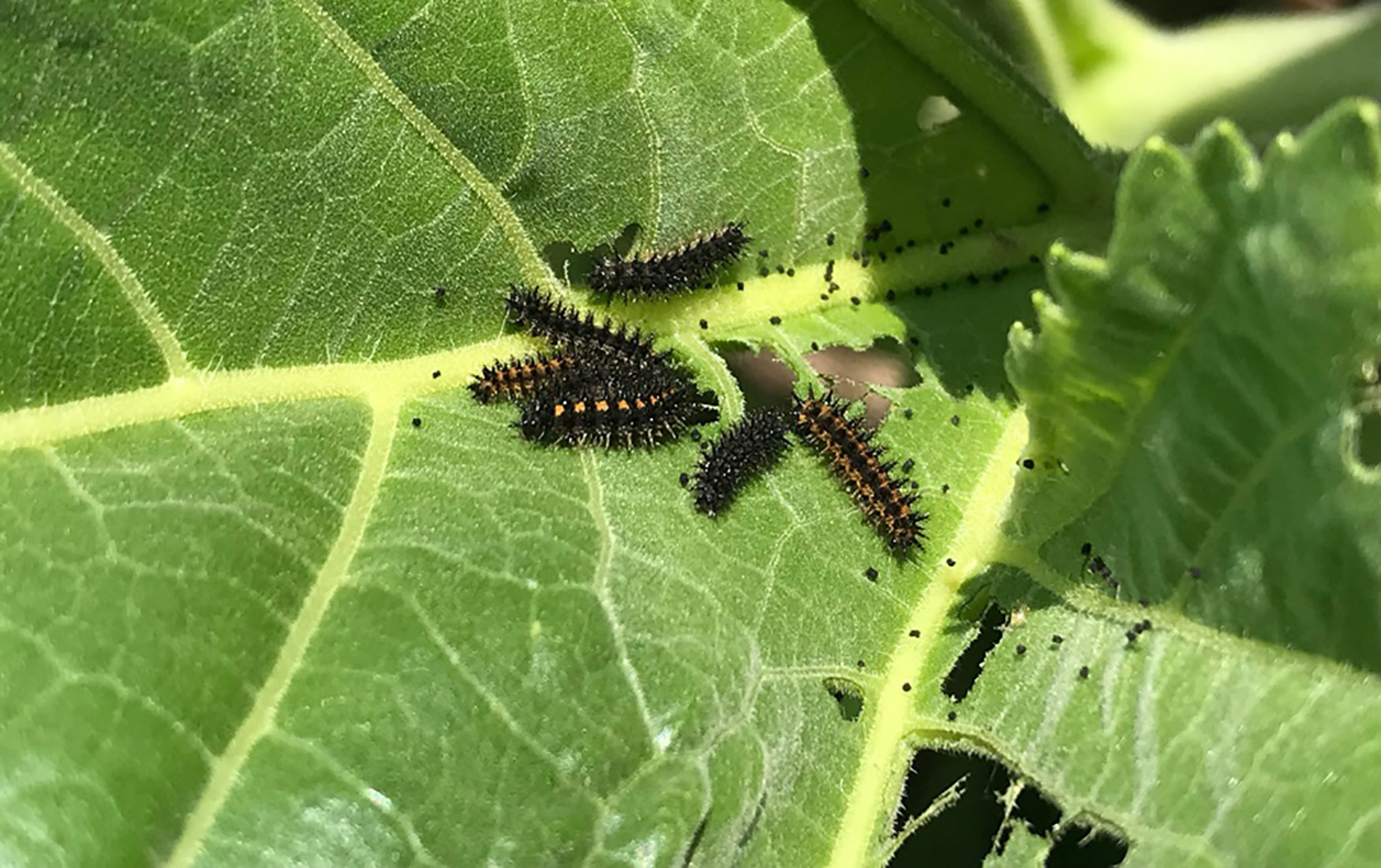 Close-up of several black caterpillars feeding on a green sunflower leaf.