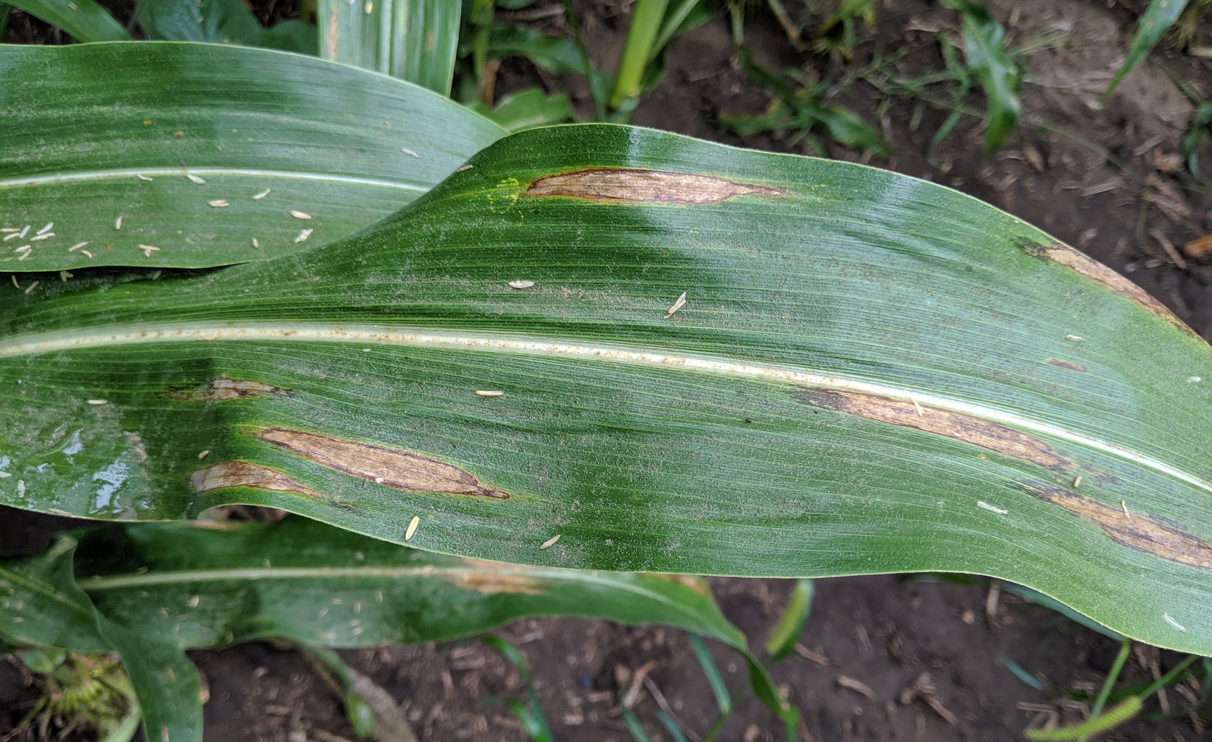 Corn leaf with “cigar” shaped tan to gray lesions throughout.
