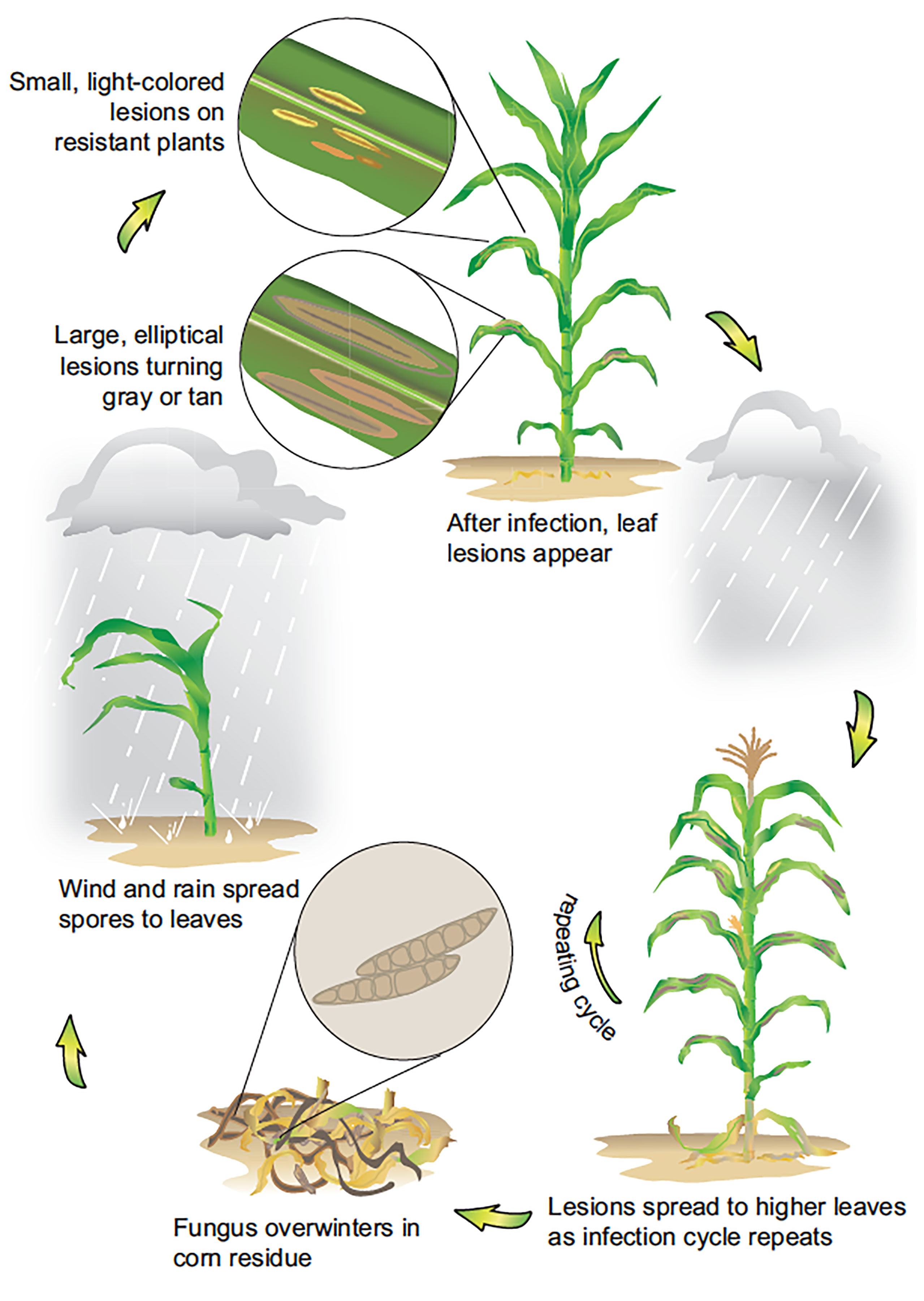 An illustration explaining the Northern Corn Blight disease cycle. The disease begins as fungus overwinters in corn residue. Wind and rain then spread the spores to corn leaves. After infection, lesions begin to appear. Lesions then spread to higher leaves and the cycle repeats.
