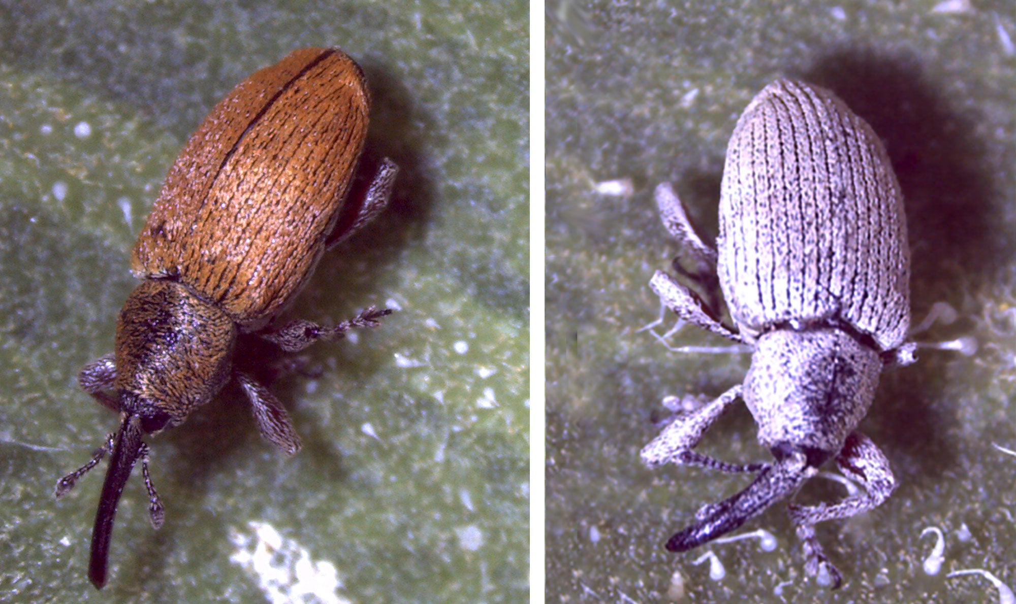 Two sunflower seed weevils side-by-side. The weevil on the left is red and the weevil on the right is gray.