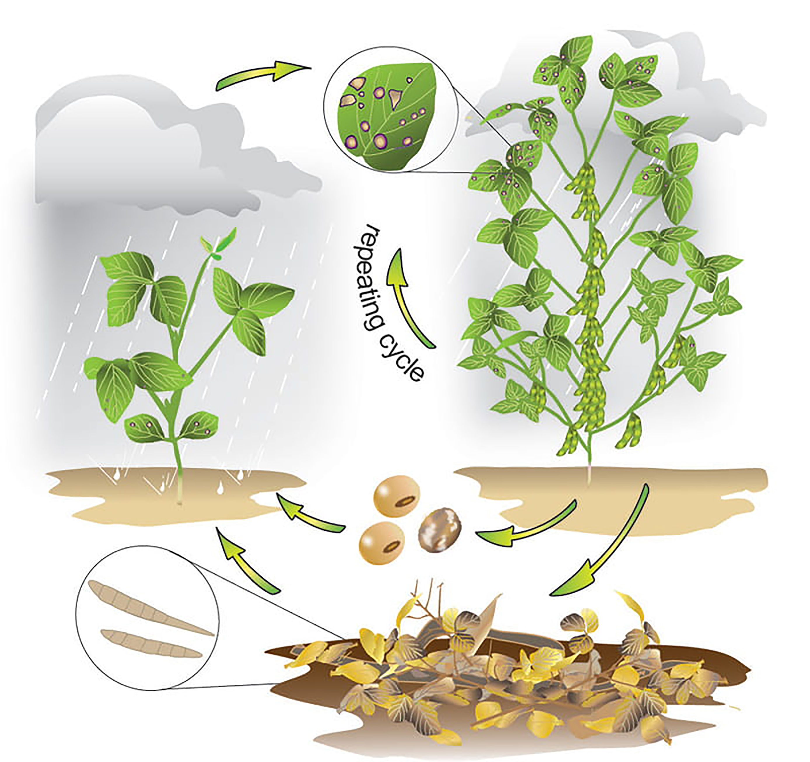 An illustration depicting the diesease cycle of frogeye leaf spot. The inoculum begins in dead soybean plant debri, spreads to soybean plants via wind and rain, and then infects other plants in a repeating cycle.