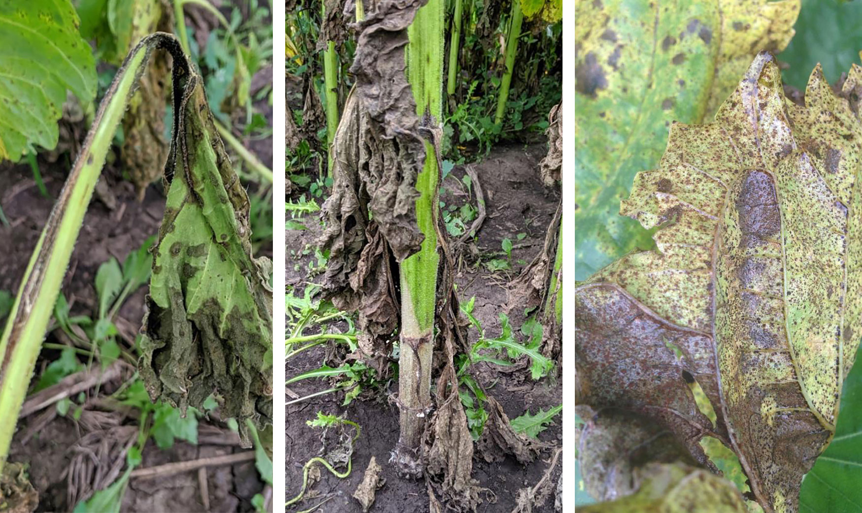 Symptoms of three emerging sunflower diseases. From the left: Bacterial Stem Rot, Sclerotinia Basal Rot, and Sunflower Rust.