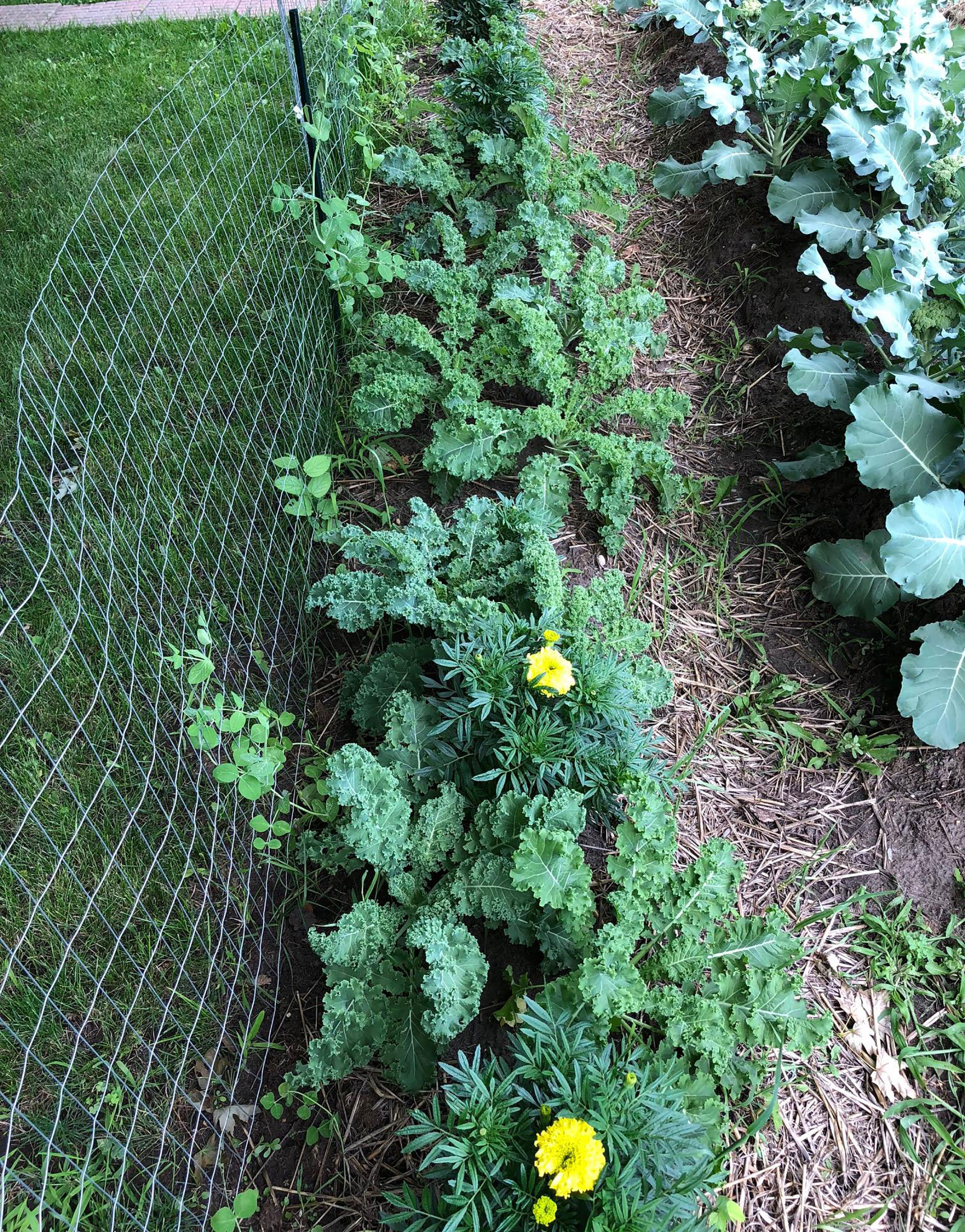 A companion planting of kale, pole beans, and marigolds in a small garden plot.