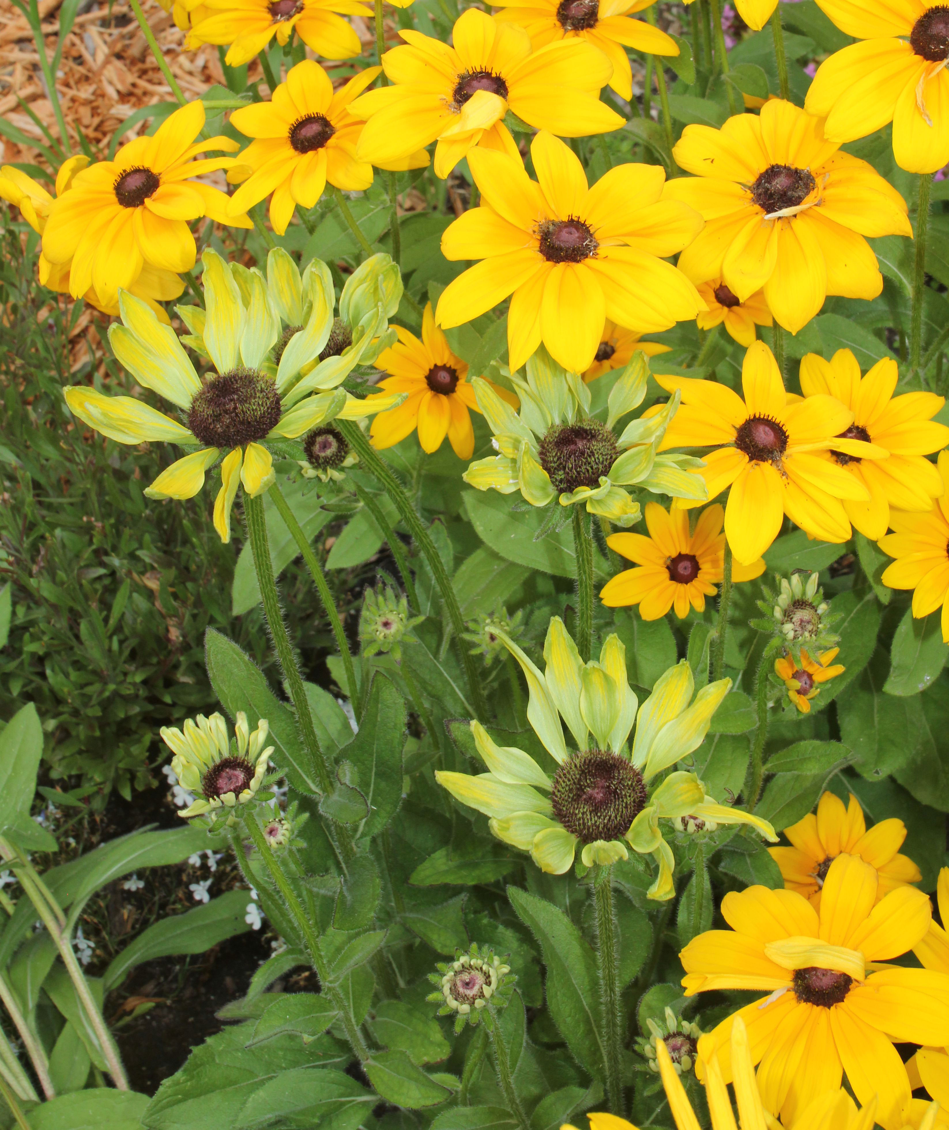 Aster yellow disease spreading throughout a planting of rudbeckia flowers.