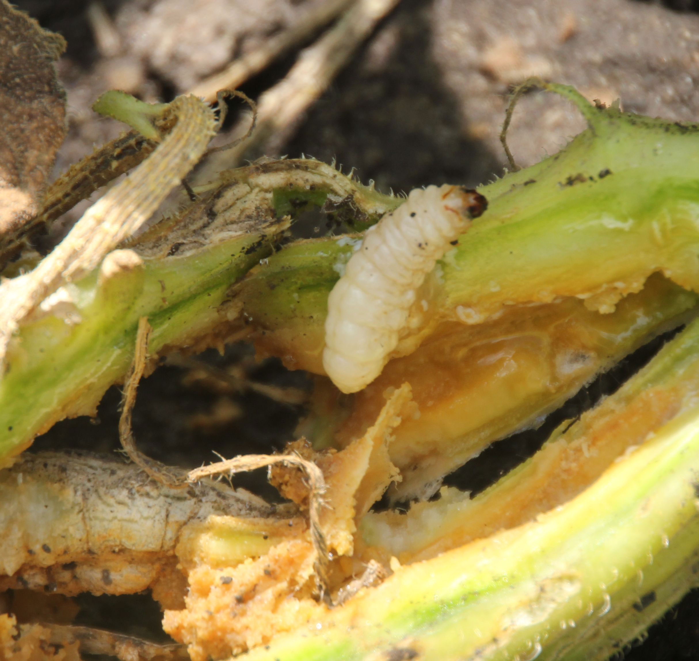 A cream-colored, squash vine borer larva crawling on a squash plant.