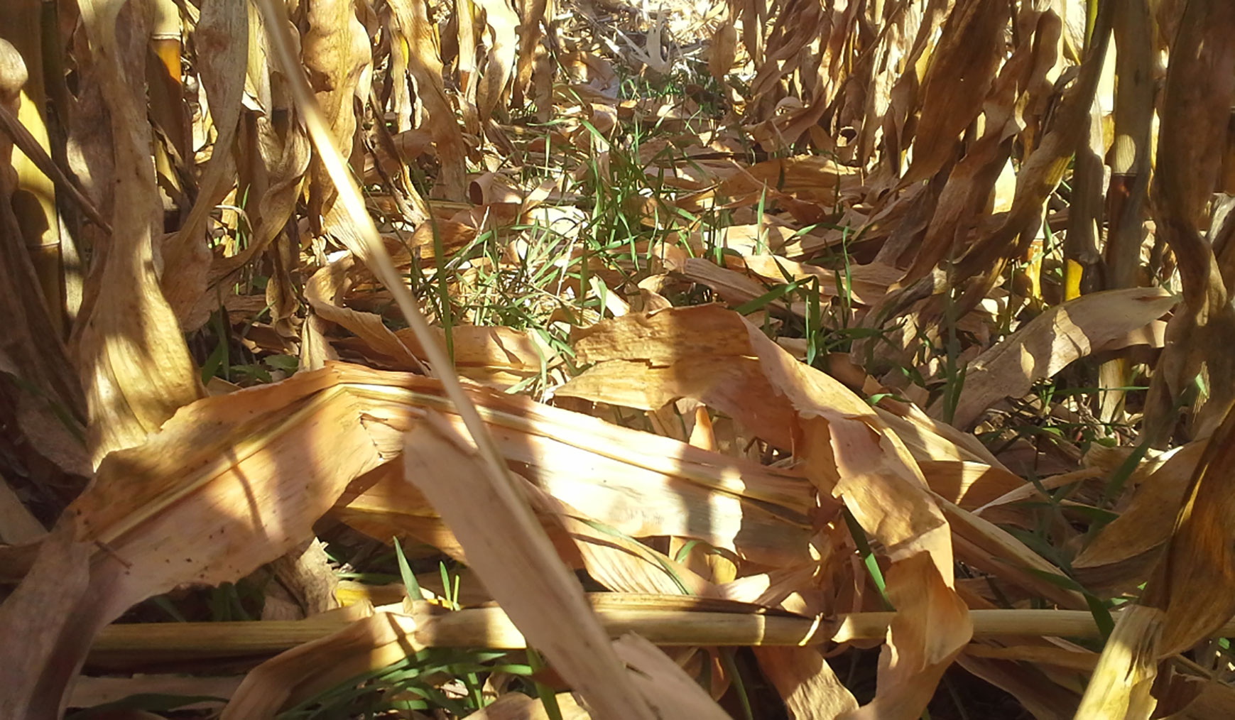 Green blades of rye growing amongst brown corn stalks.