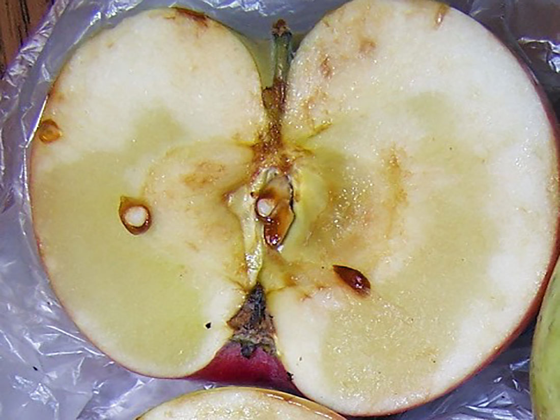 An apple sliced in half revealing a ripe core and brown seeds.