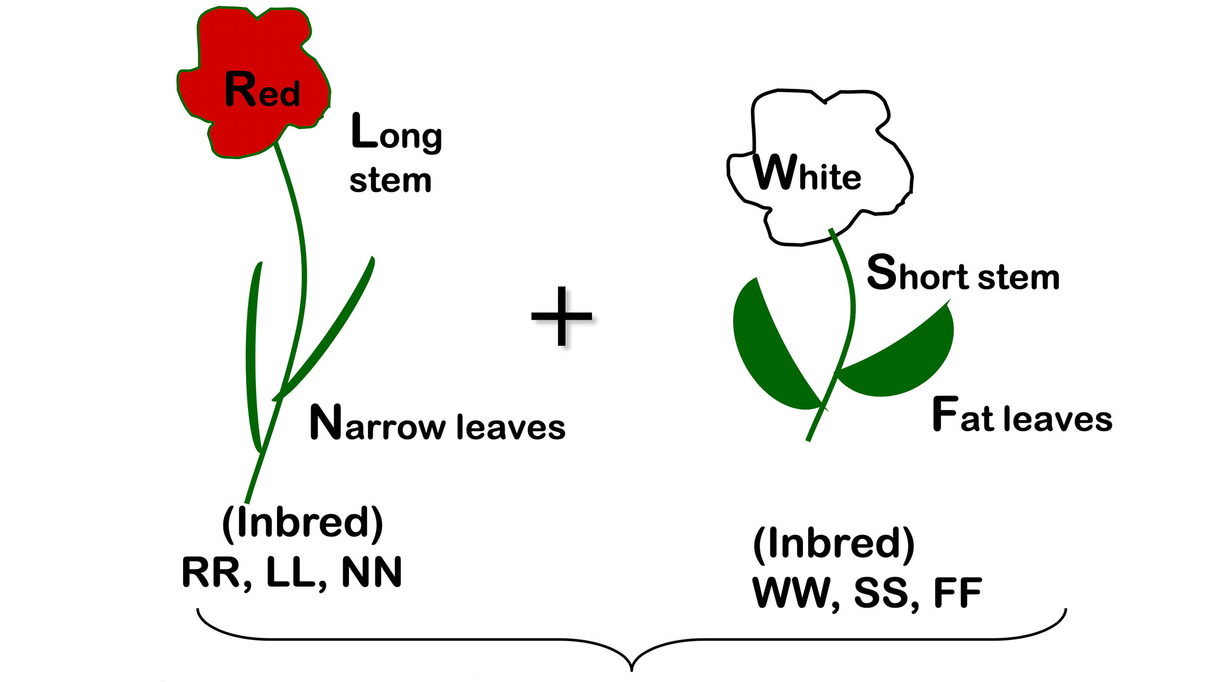 A diagram of two parent plants. The left plant is an inbred plant with a red flower, long stem, and narrow leaves. (Traits are labeled: RR, LL, NN) The right is an inbred plant with a white flower, short stem, and fat leaves. (Traits are labeled: WW, SS, FF)